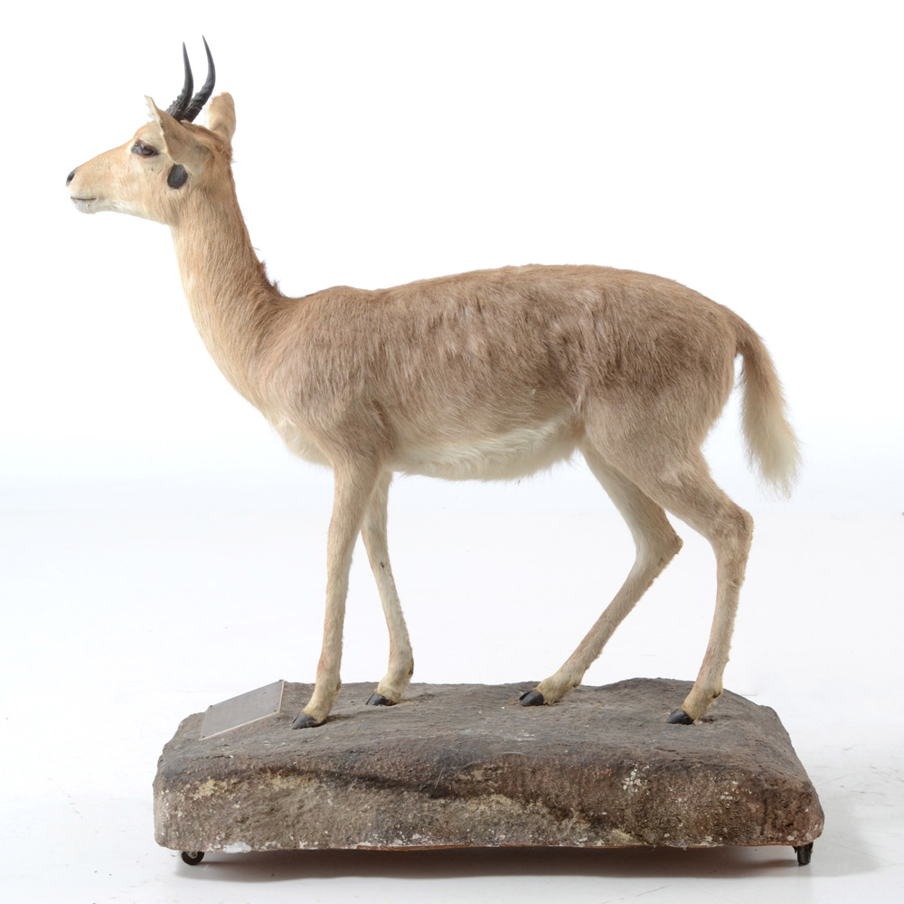 Taxidermy Redbuck