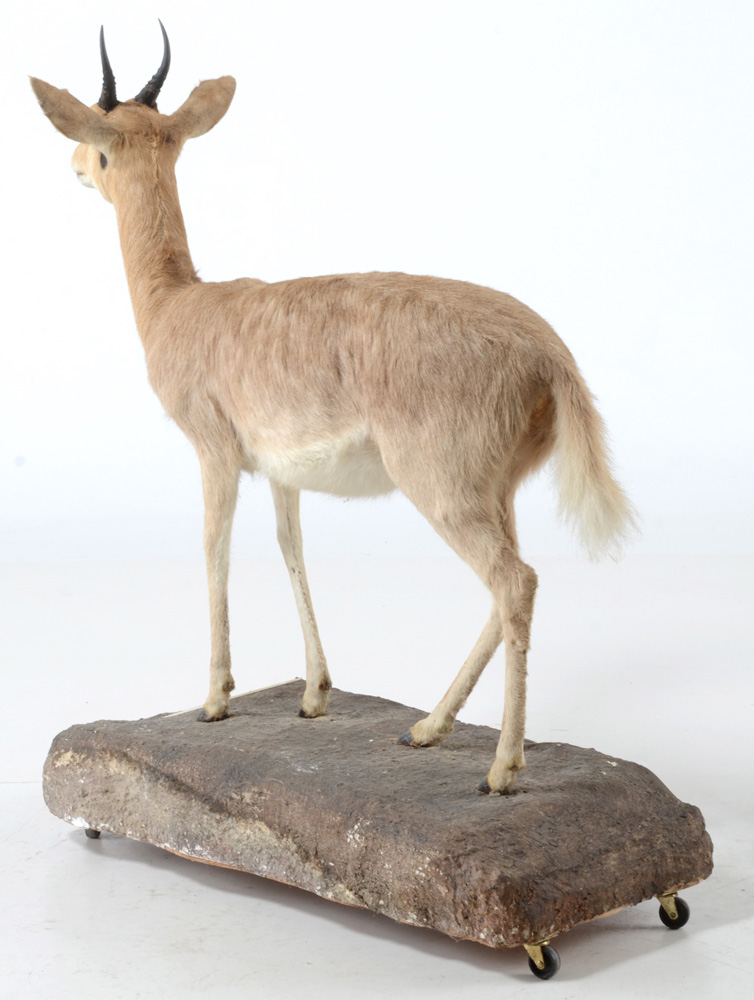 Taxidermy Redbuck