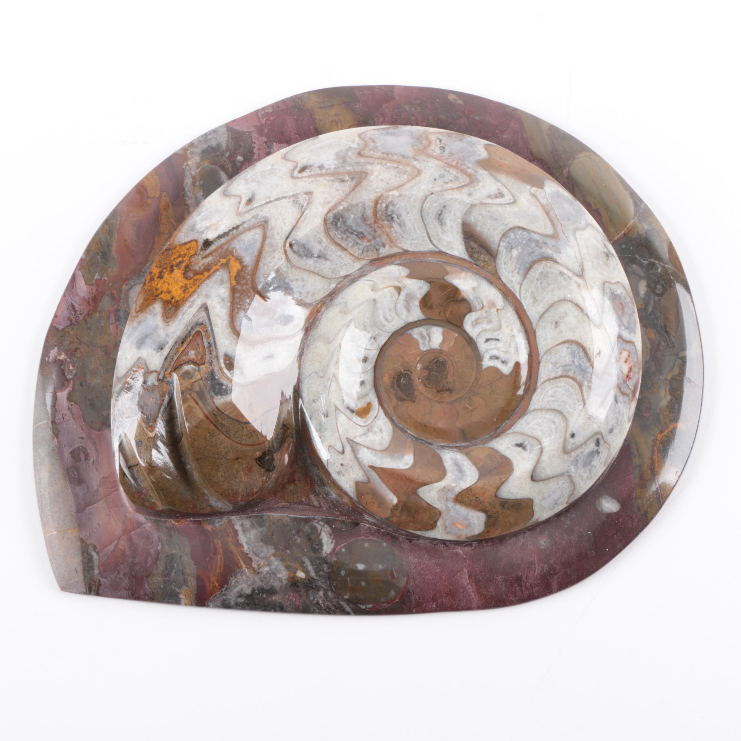 Coiled Ammonoid Specimen