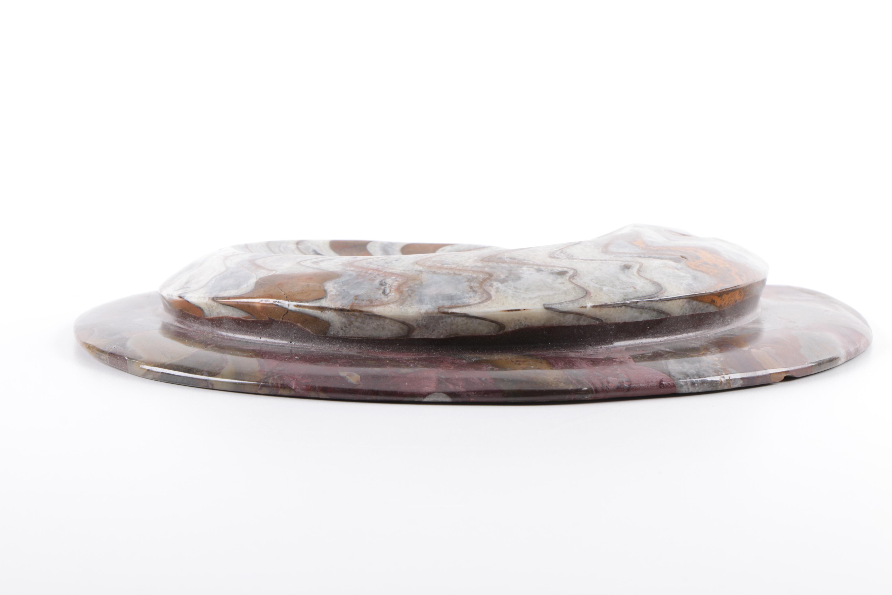 Coiled Ammonoid Specimen