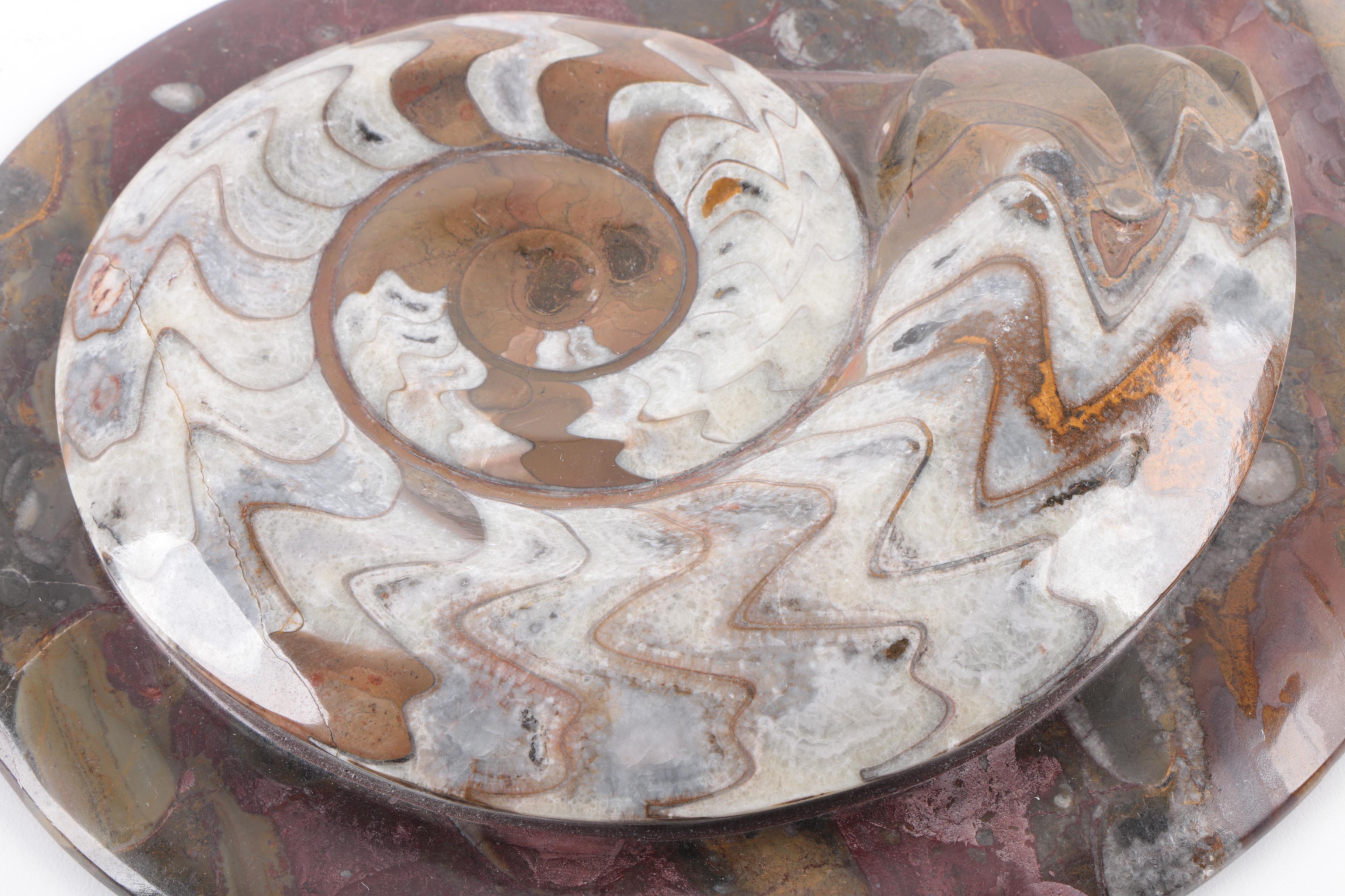 Coiled Ammonoid Specimen