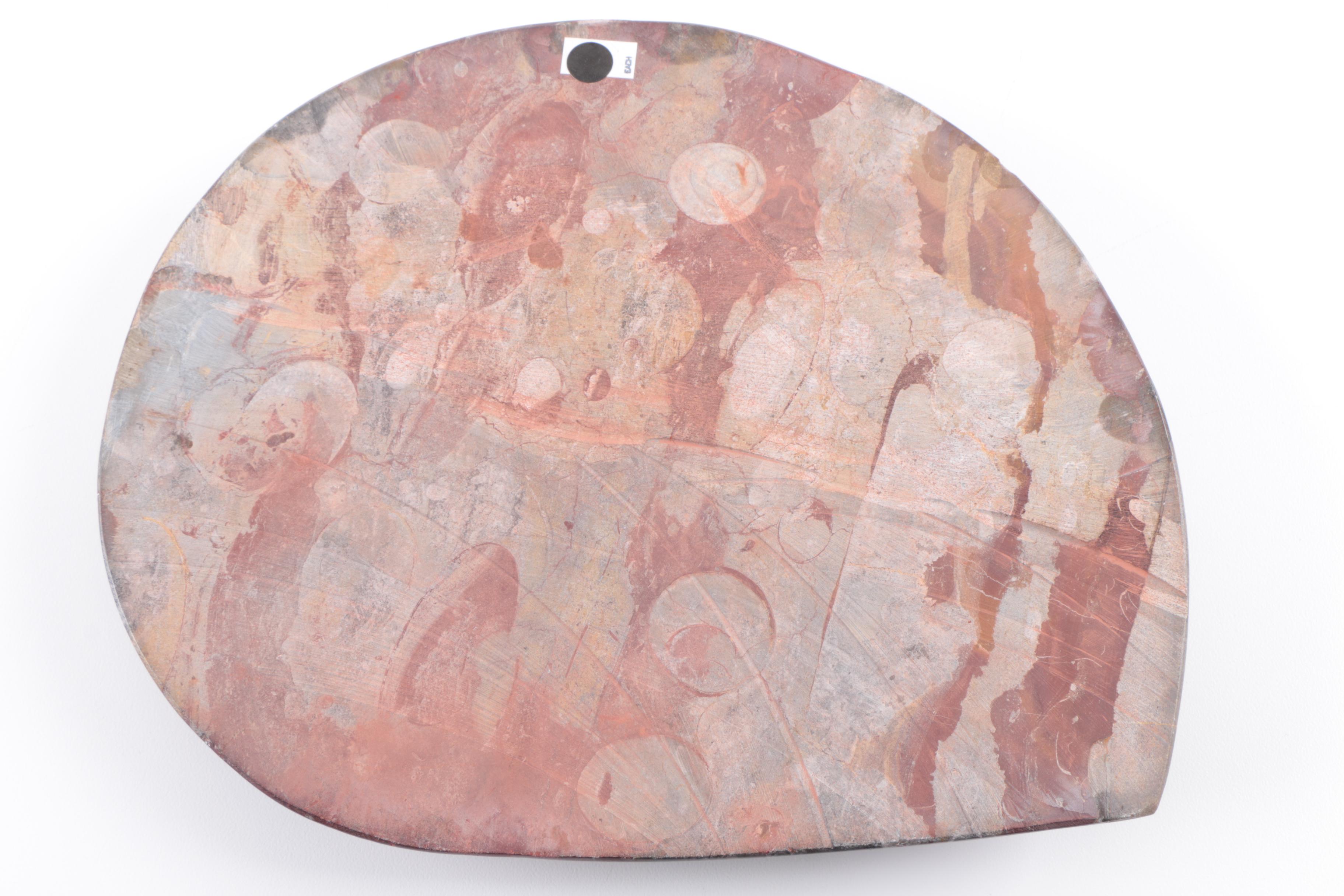 Coiled Ammonoid Specimen