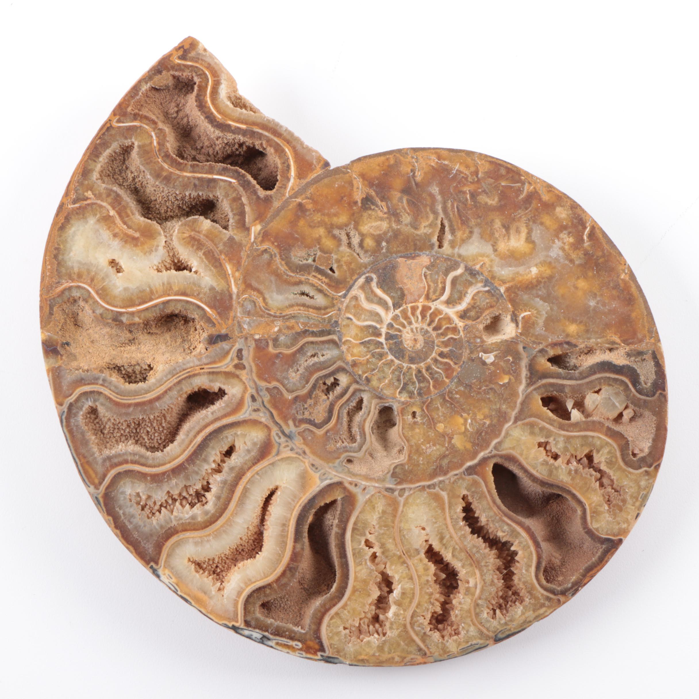 Coiled Ammonoid Specimen
