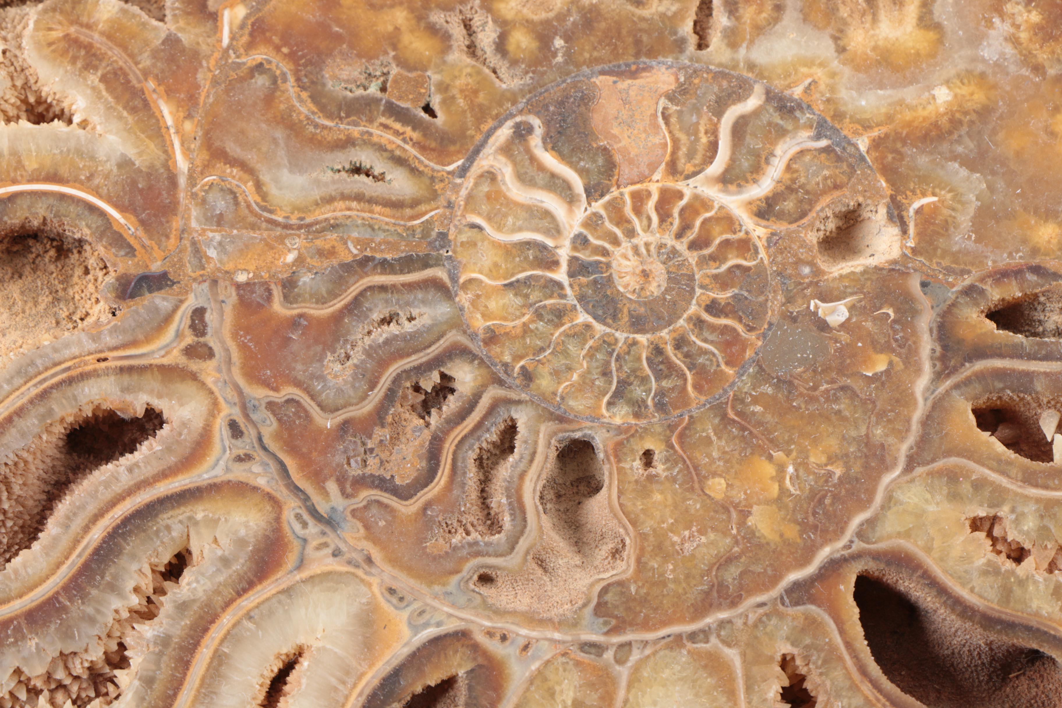 Coiled Ammonoid Specimen