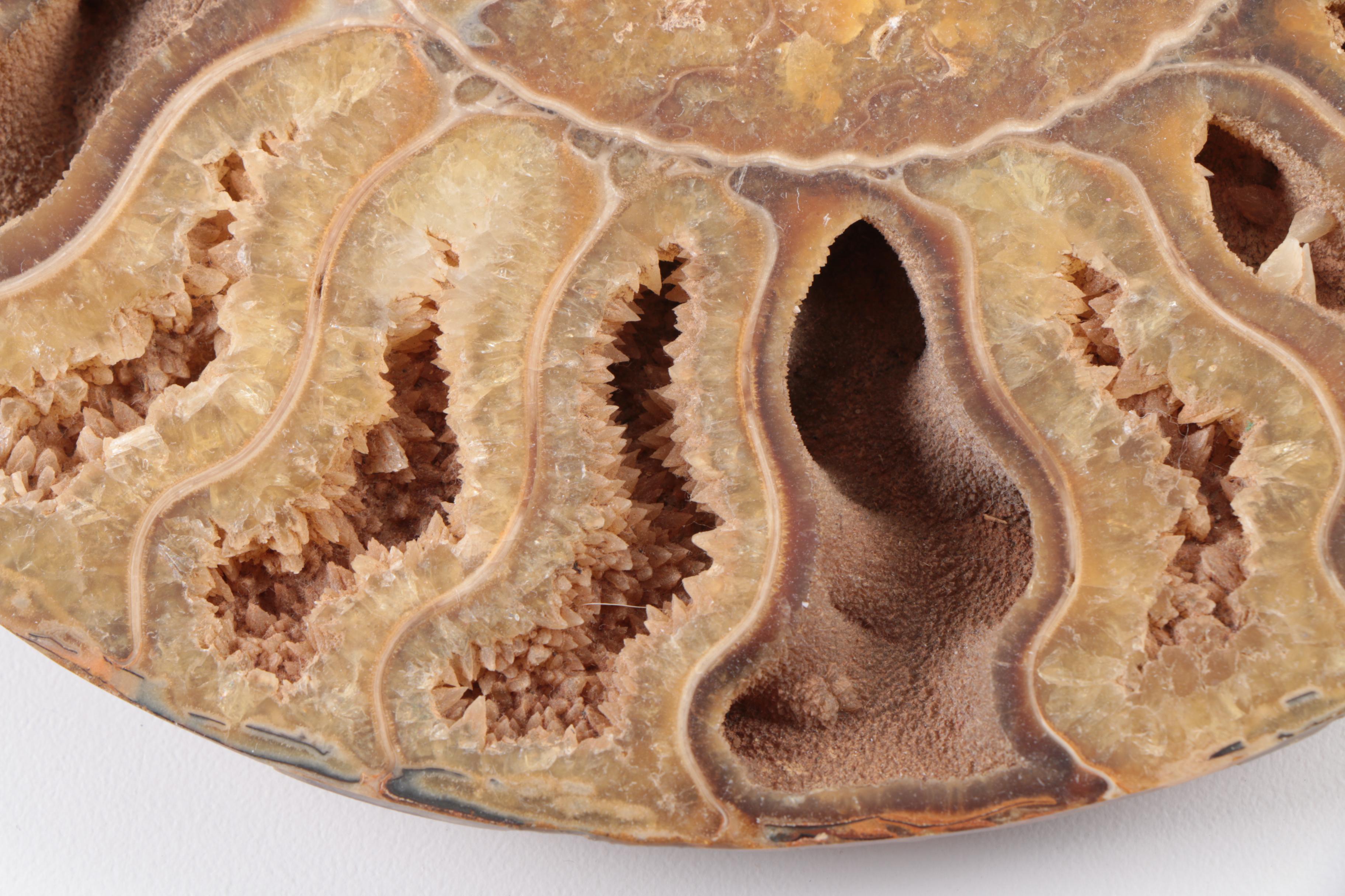 Coiled Ammonoid Specimen