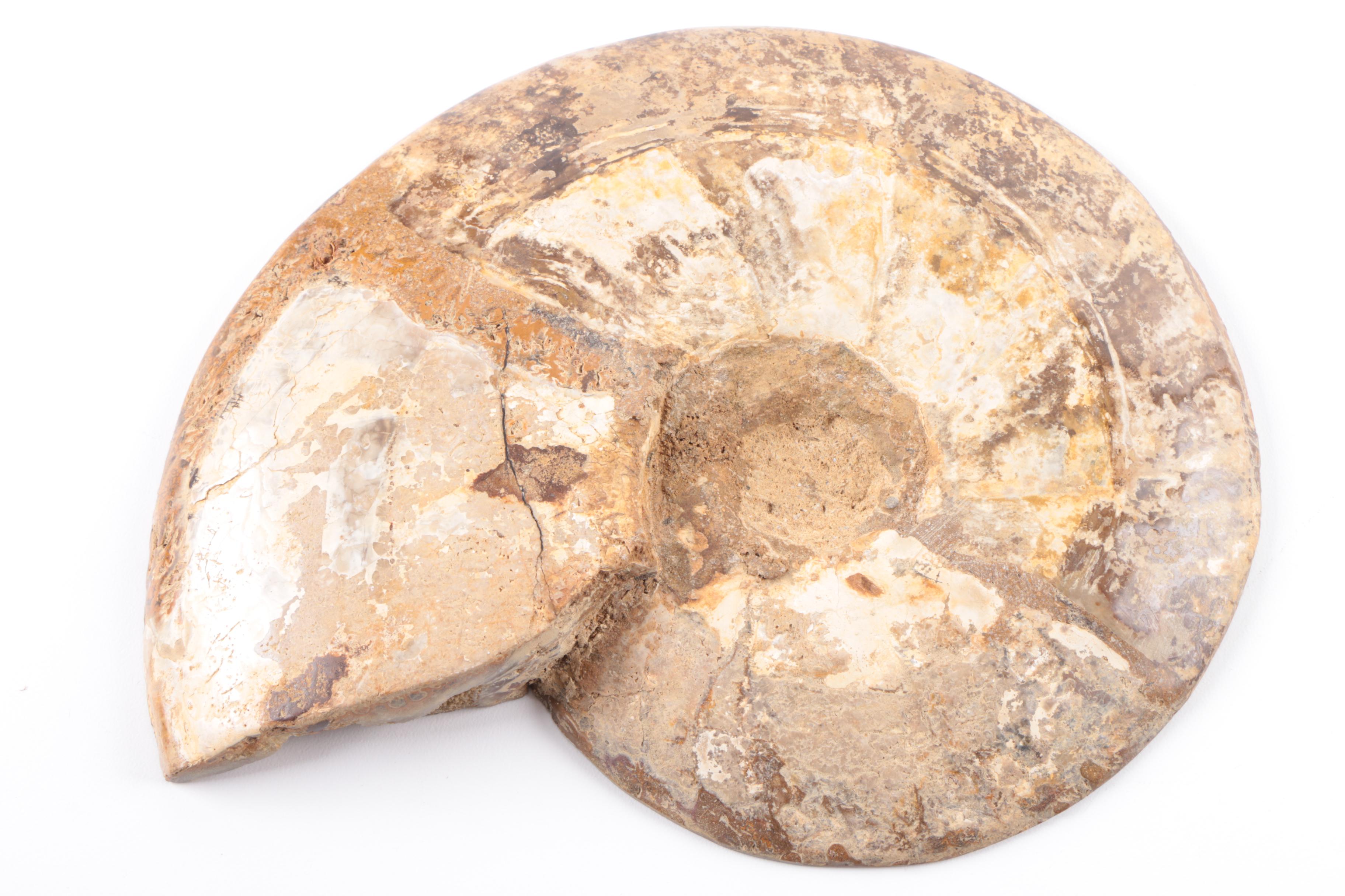 Coiled Ammonoid Specimen