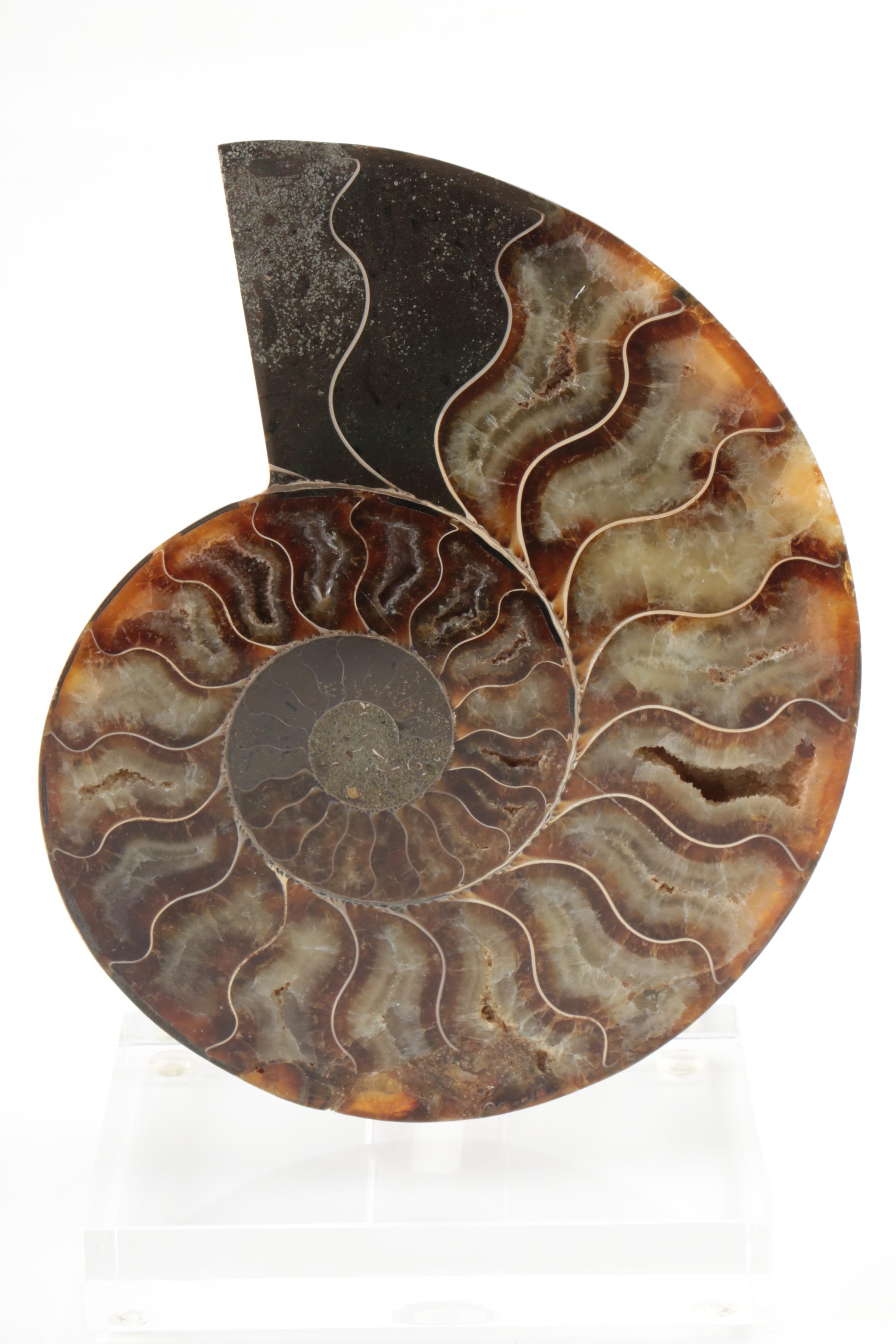 Coiled Ammonoid Specimen on Resin Base