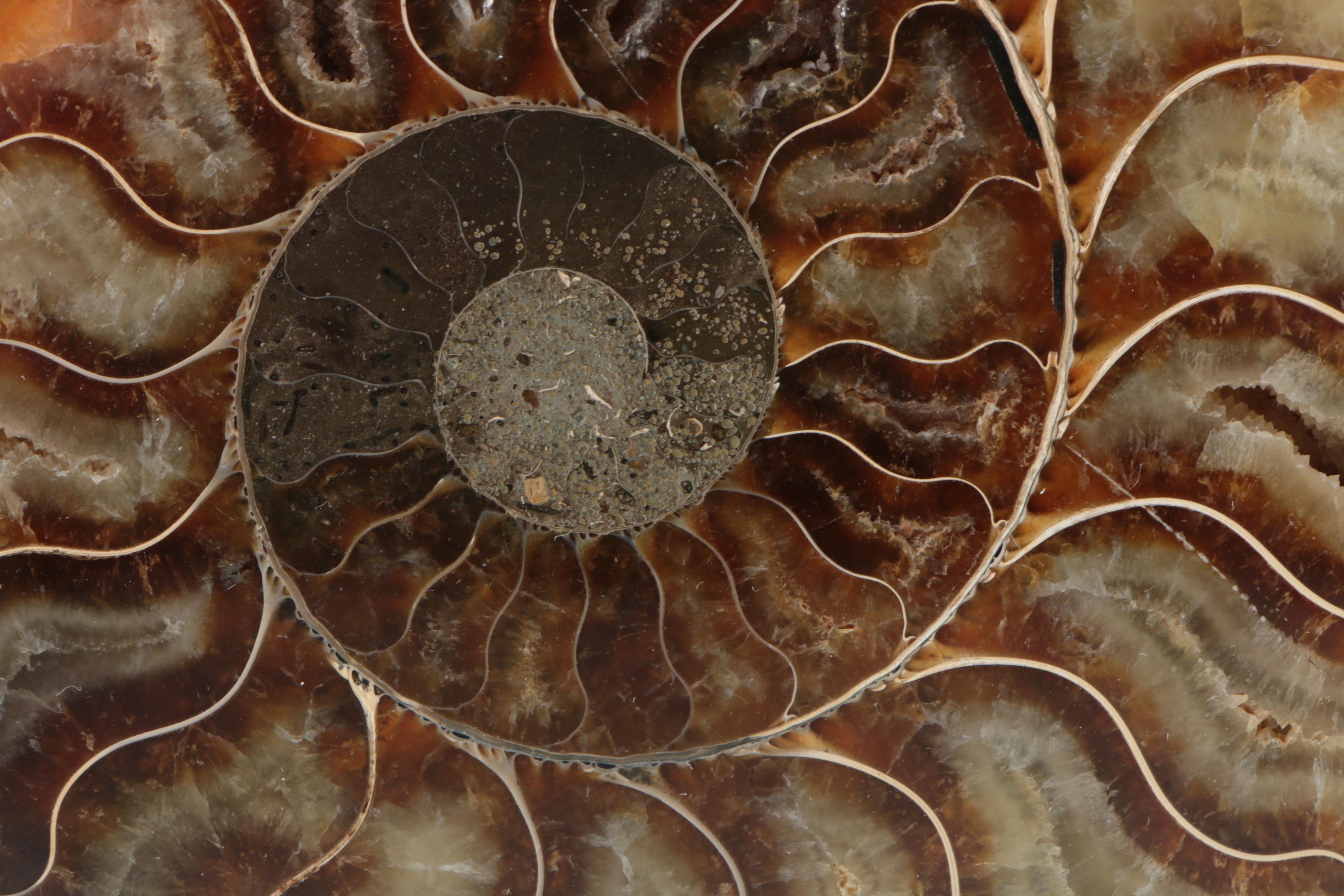 Coiled Ammonoid Specimen on Resin Base