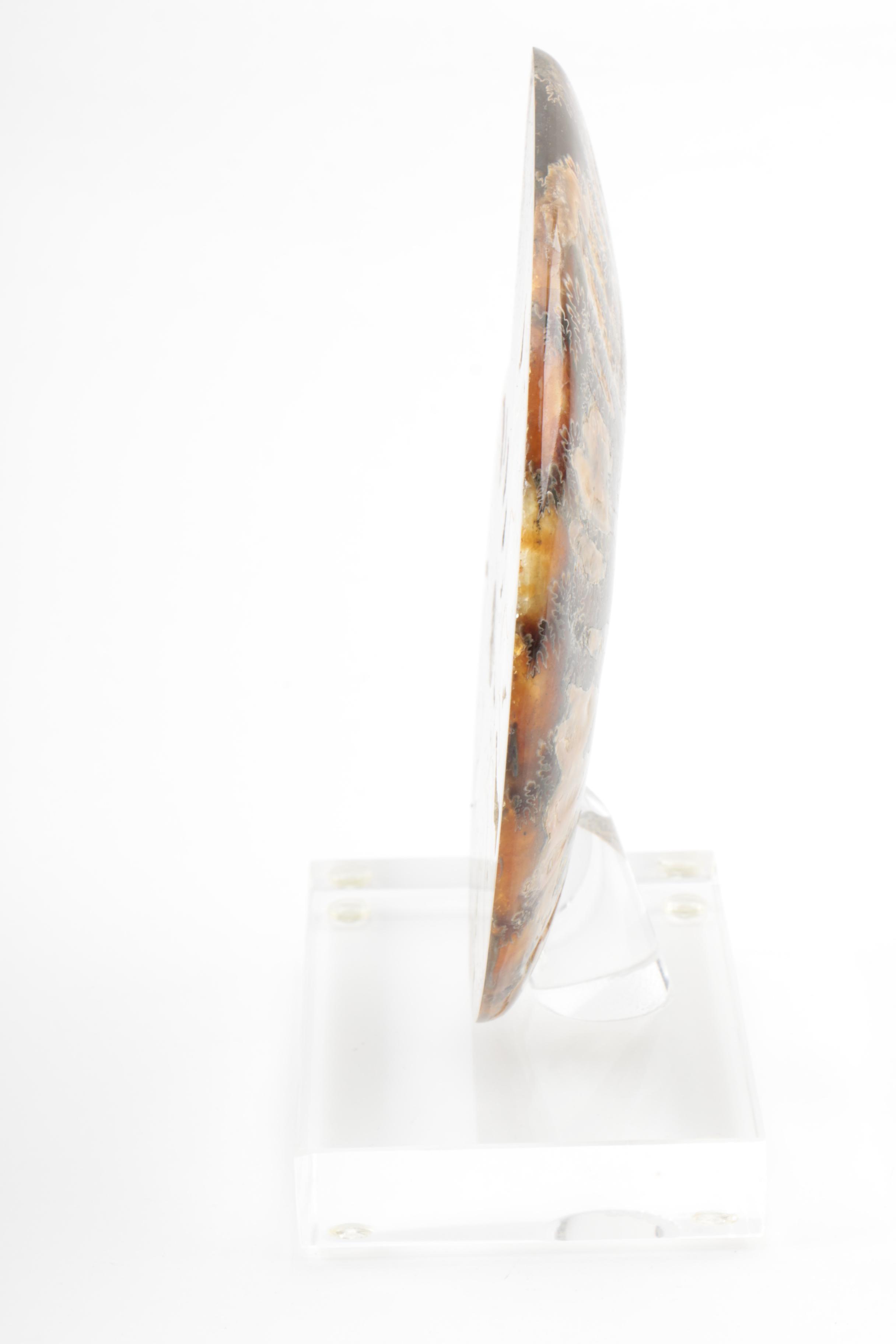 Coiled Ammonoid Specimen on Resin Base