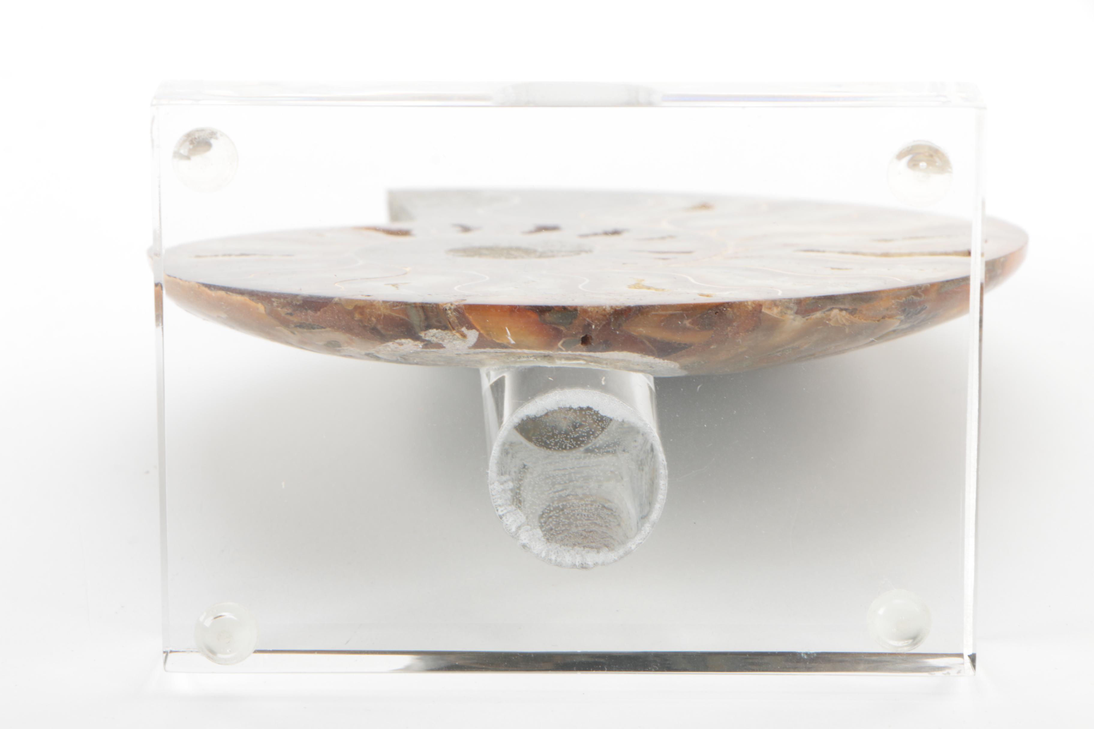 Coiled Ammonoid Specimen on Resin Base