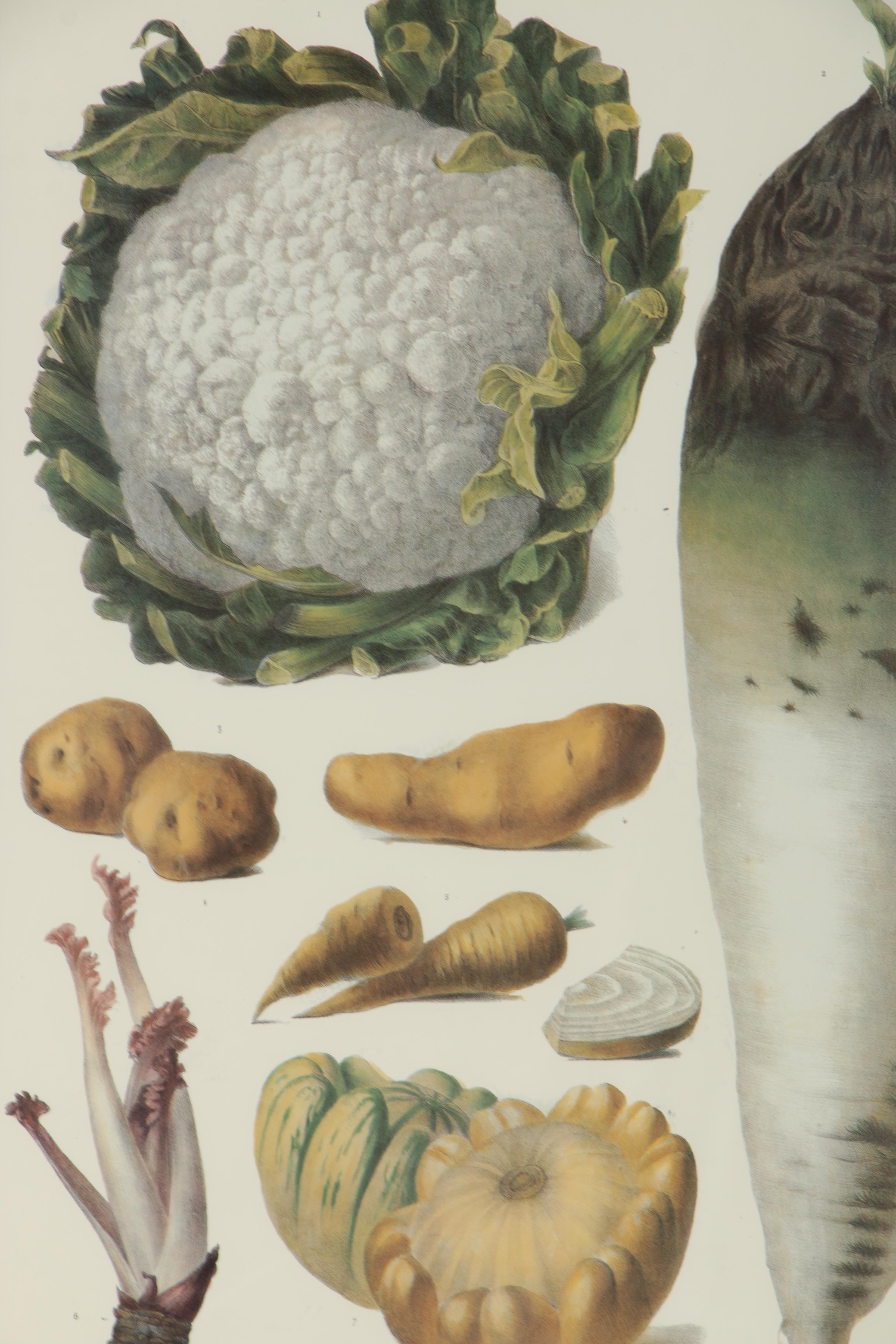 Offset Lithograph After Vilmorin-Andrieux & Cie "Album Vilmorin"