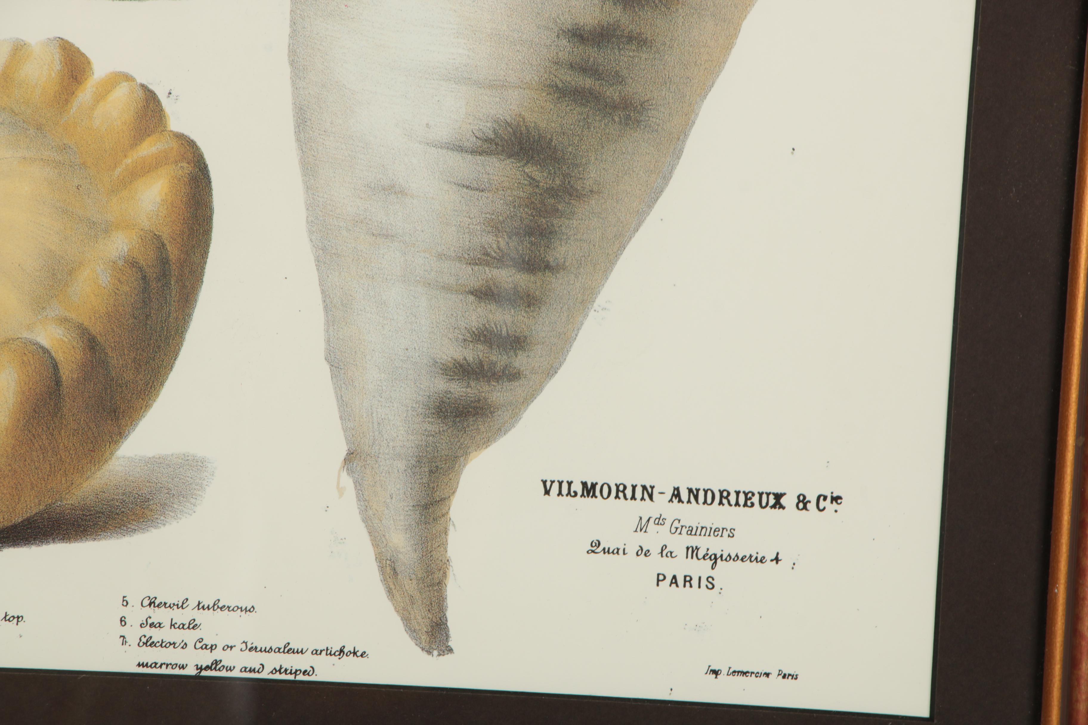 Offset Lithograph After Vilmorin-Andrieux & Cie "Album Vilmorin"