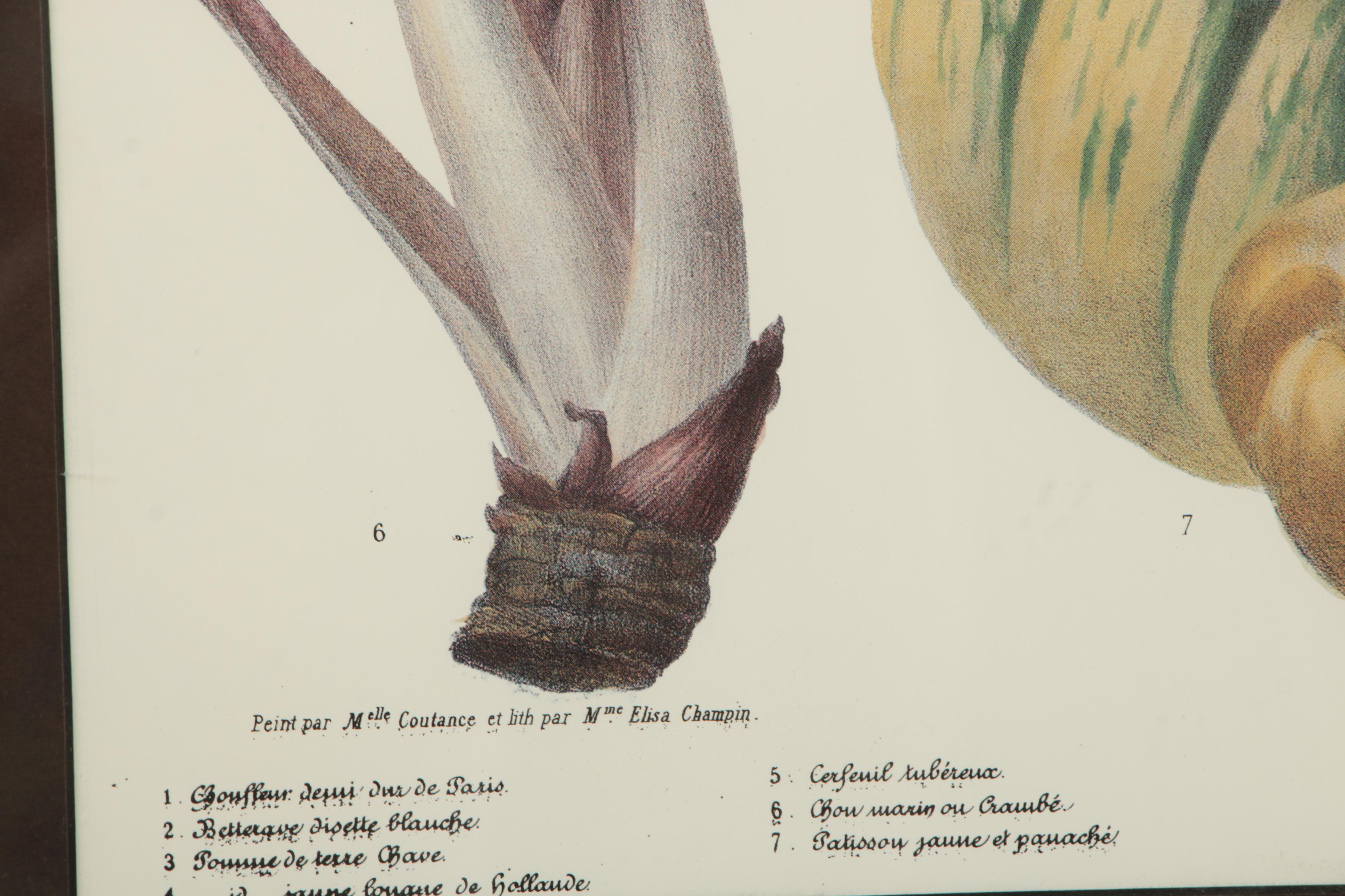 Offset Lithograph After Vilmorin-Andrieux & Cie "Album Vilmorin"