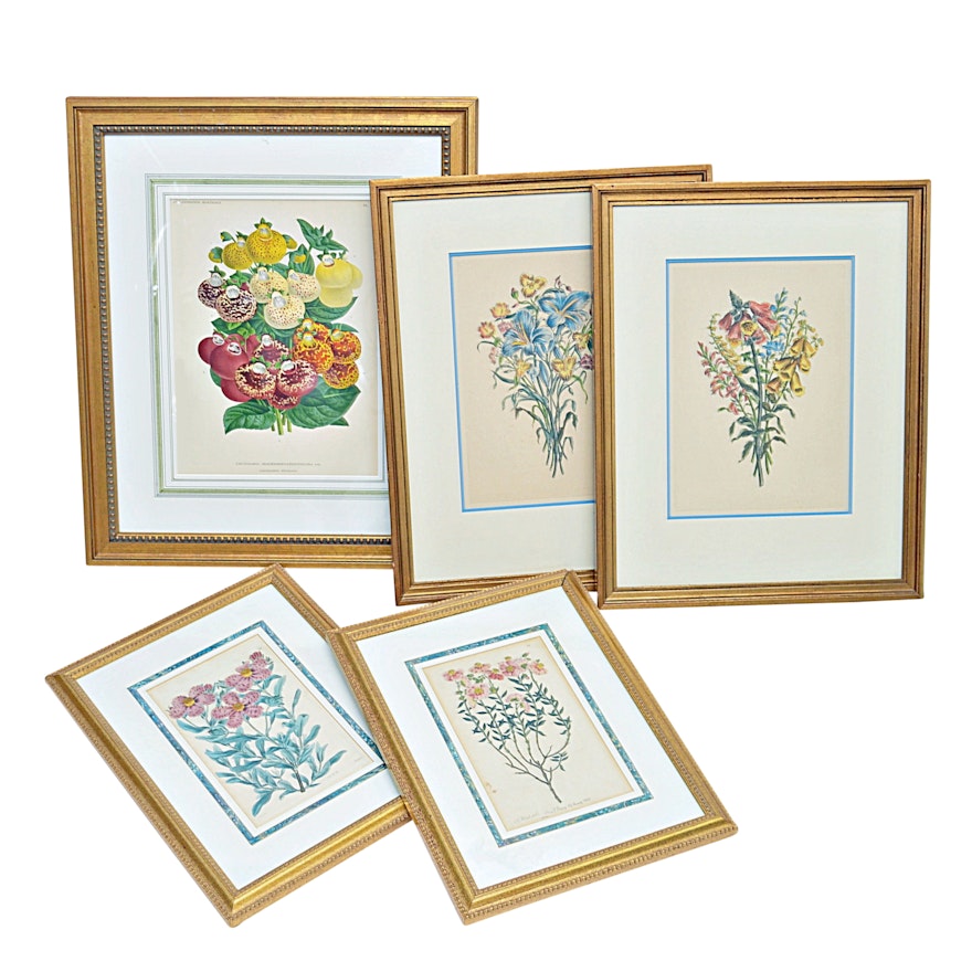 Antique Framed Botanical Etchings