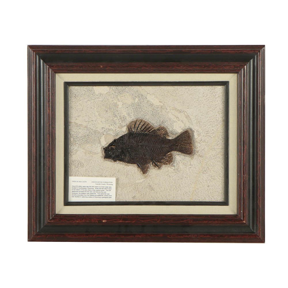 "Priscacara" Fossil Fish Specimen