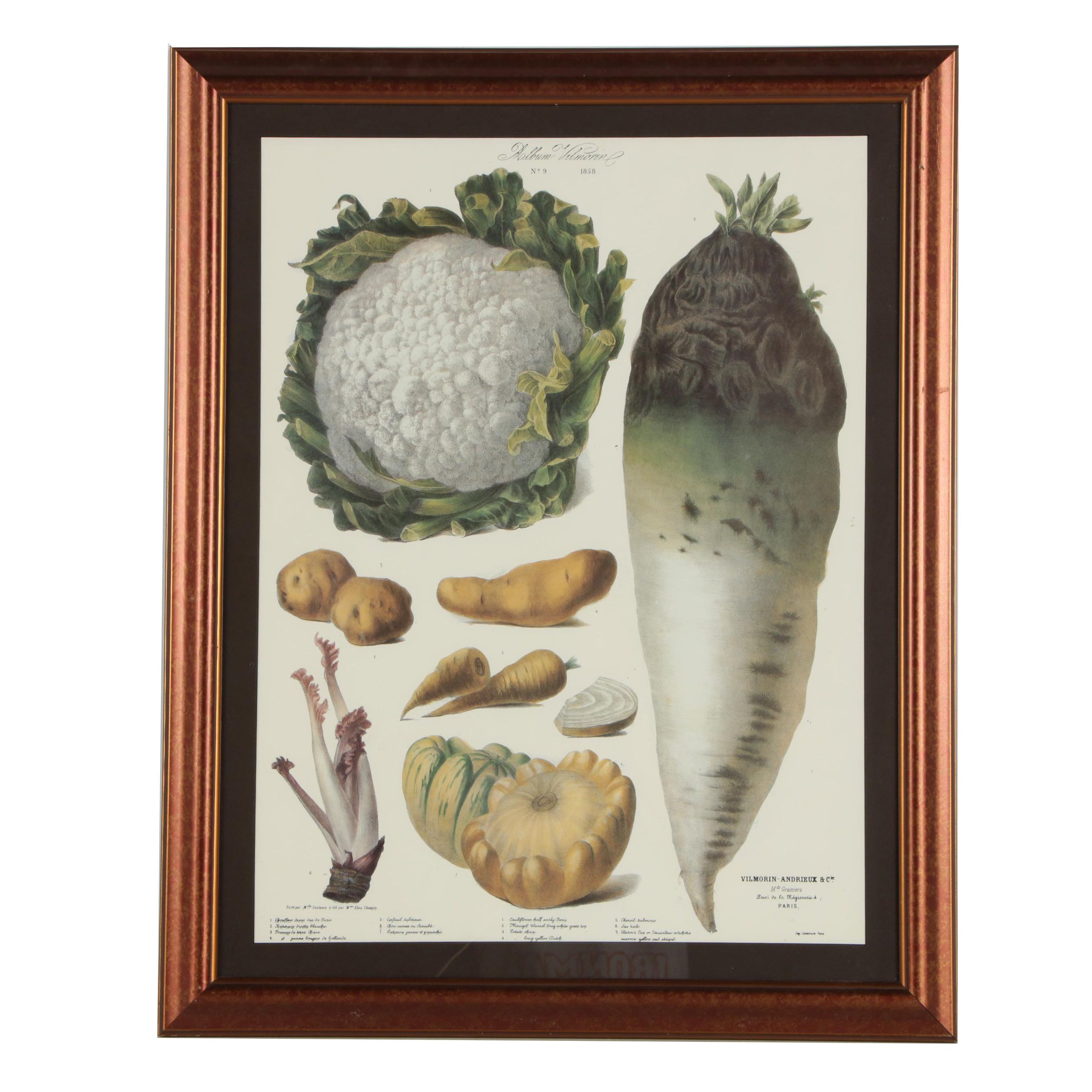 Offset Lithograph After Vilmorin-Andrieux & Cie "Album Vilmorin"