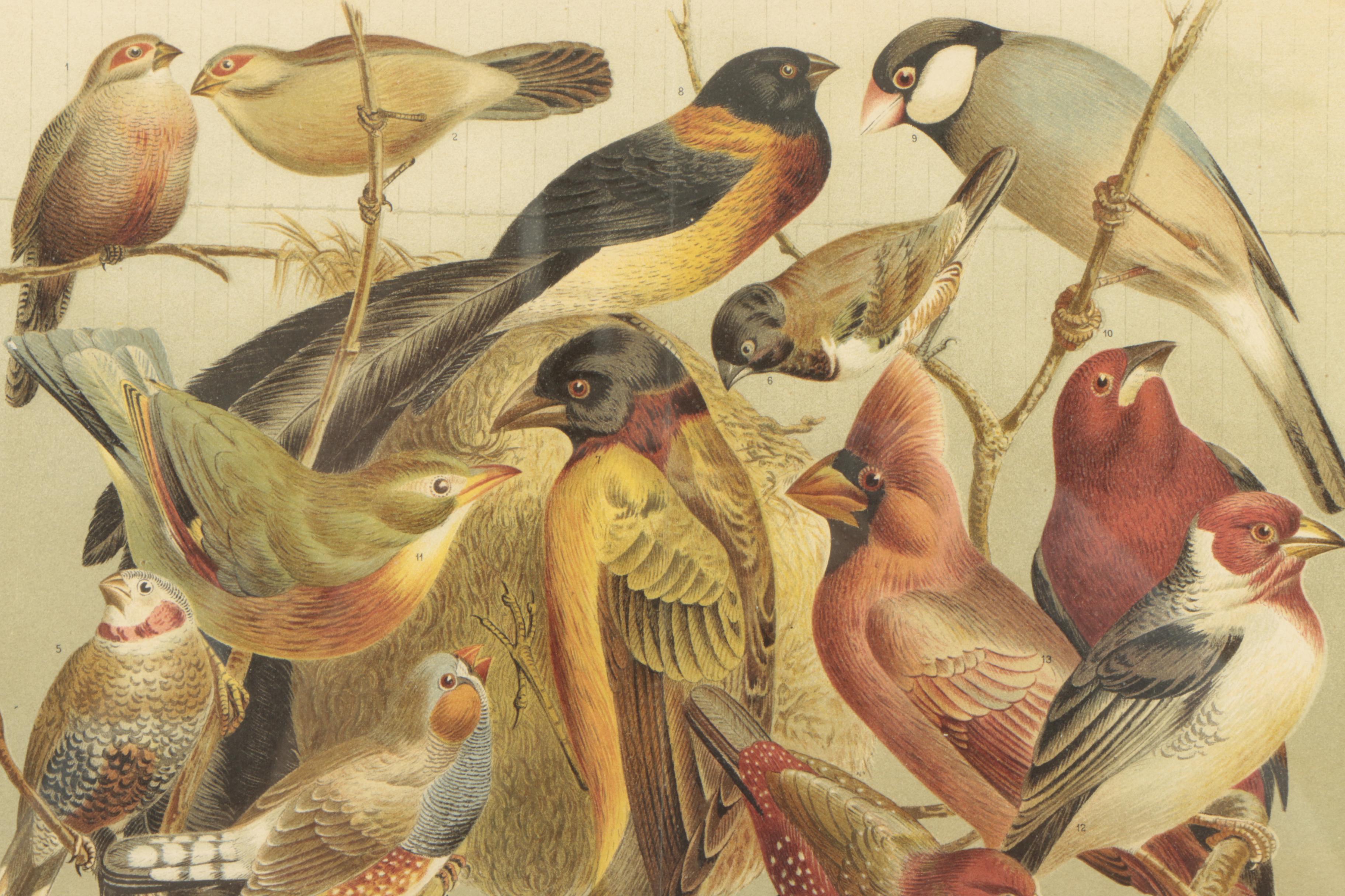 Friedrich Specht Antique Chomolithograph Prints "Stubenvögel"