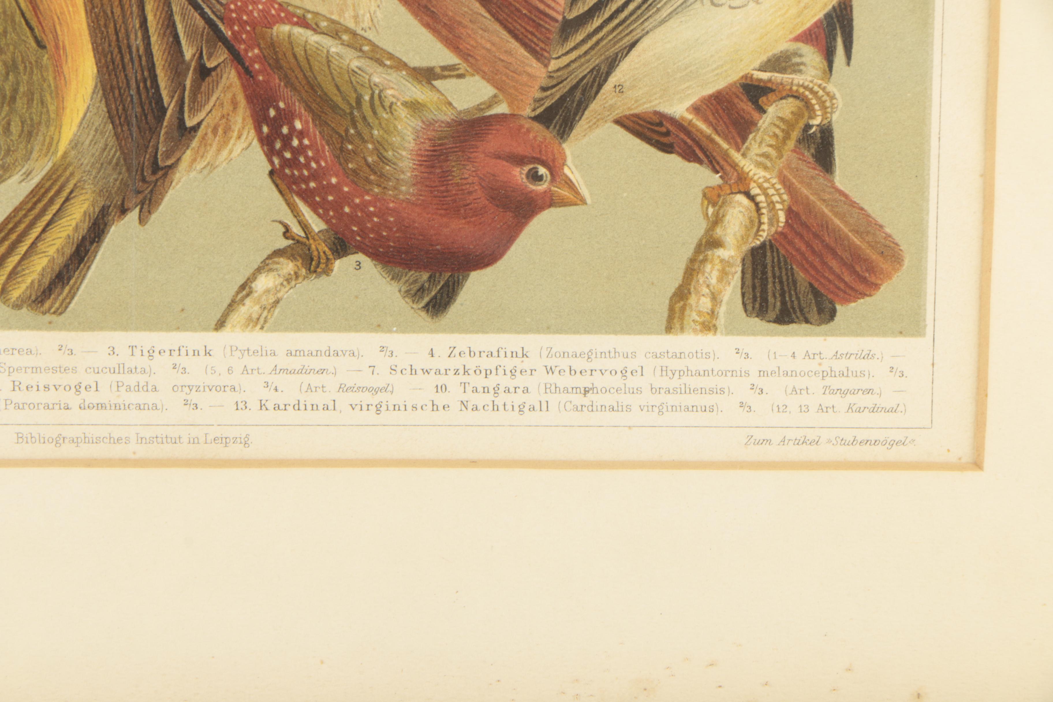 Friedrich Specht Antique Chomolithograph Prints "Stubenvögel"