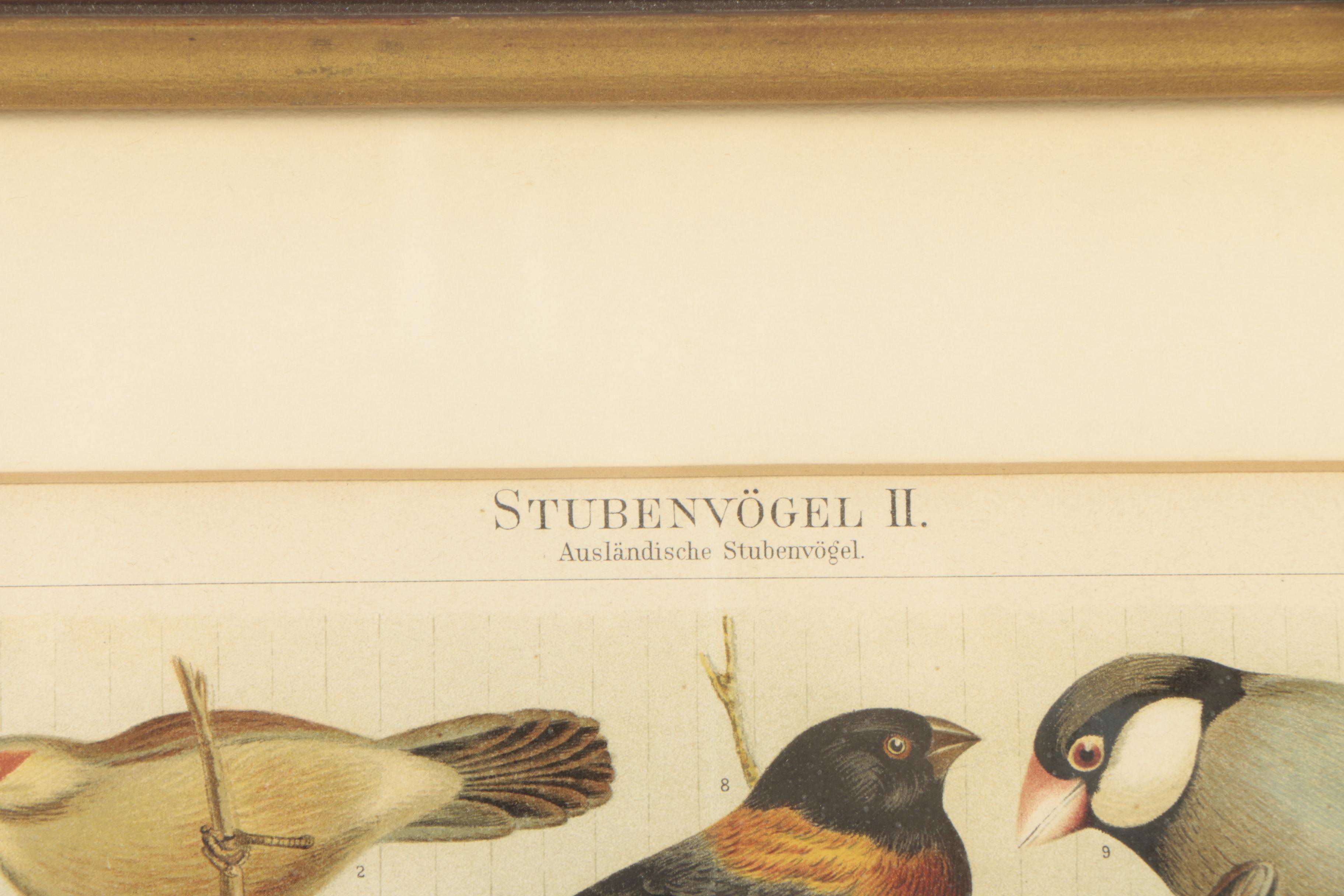 Friedrich Specht Antique Chomolithograph Prints "Stubenvögel"