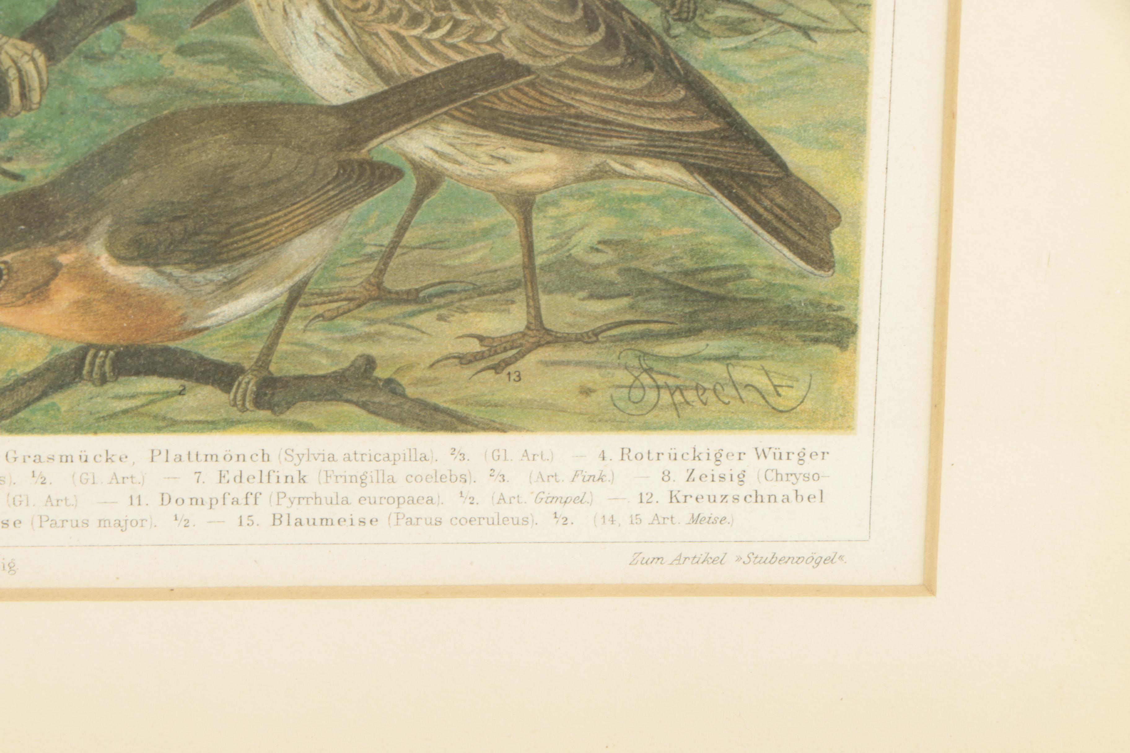 Friedrich Specht Antique Chomolithograph Prints "Stubenvögel"