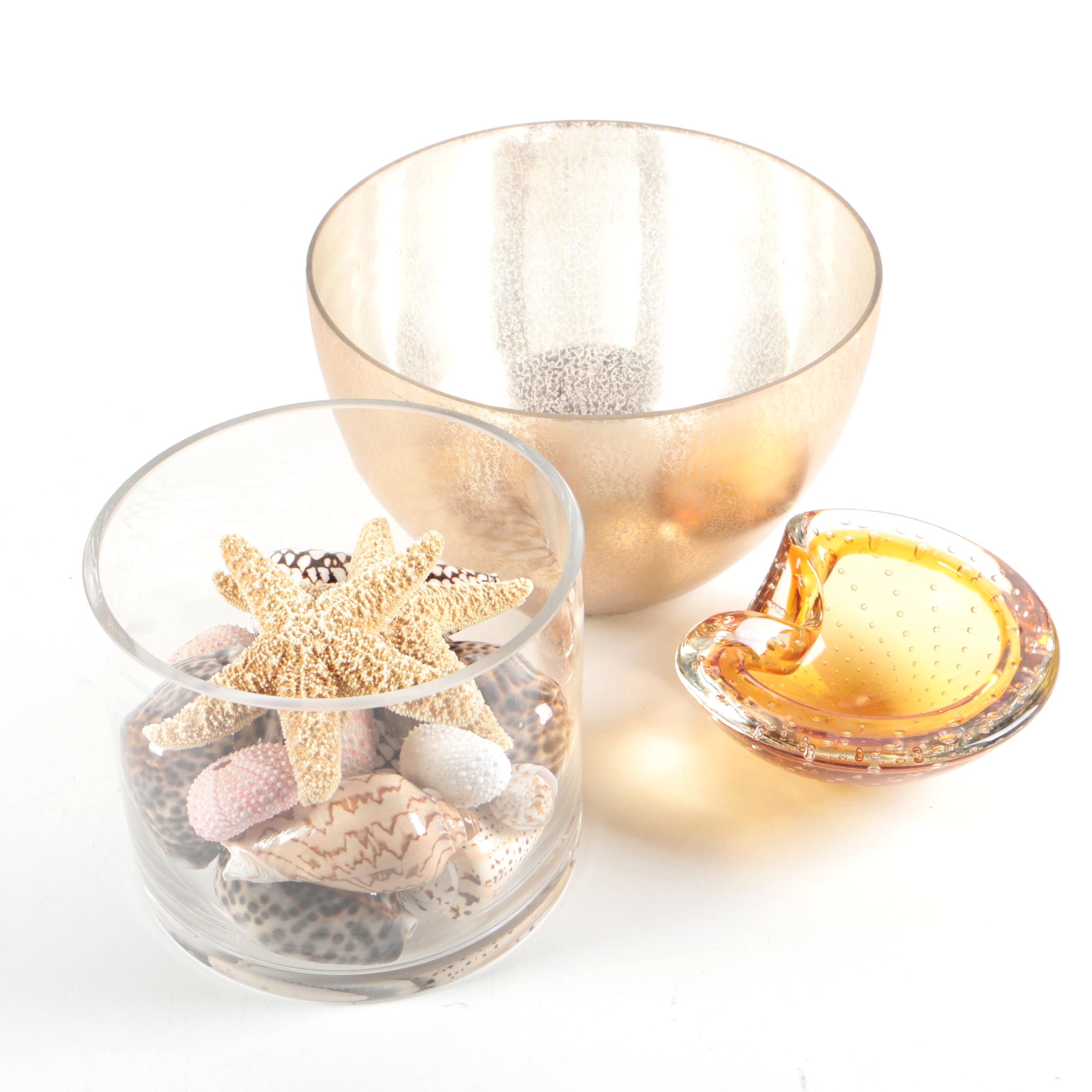 Recent Marine Fossil Specimens with Glass Bowls