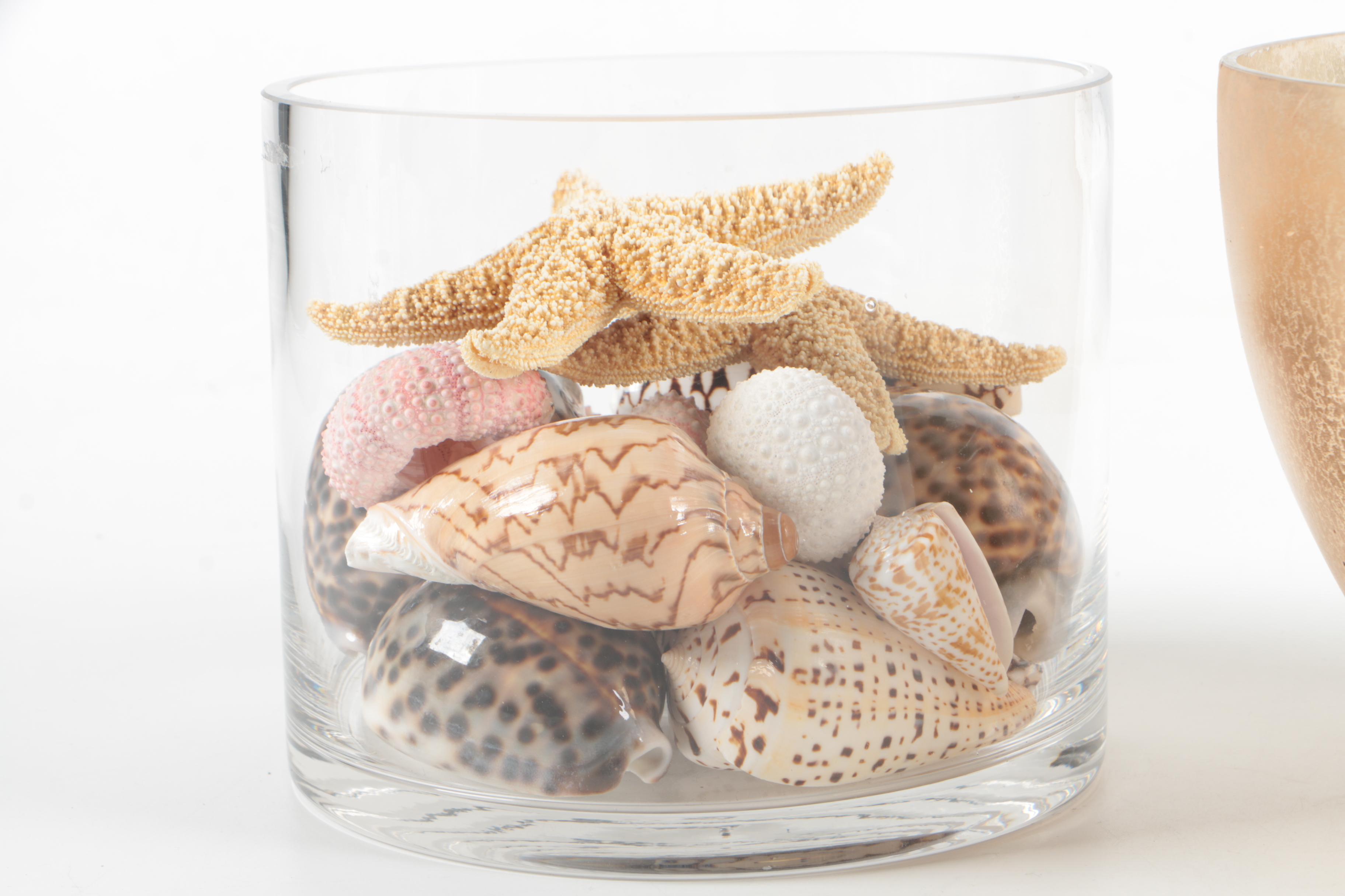 Recent Marine Fossil Specimens with Glass Bowls