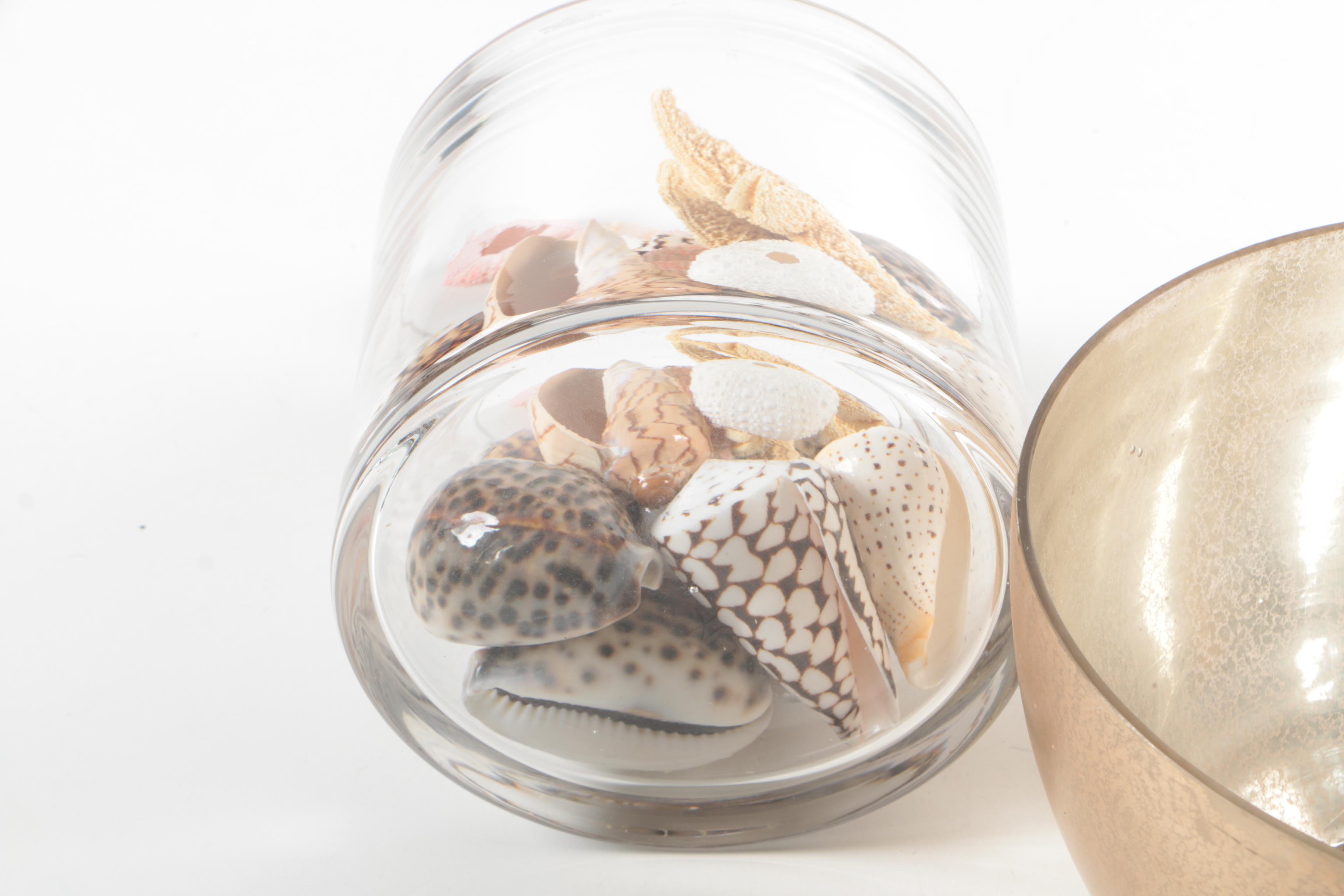 Recent Marine Fossil Specimens with Glass Bowls