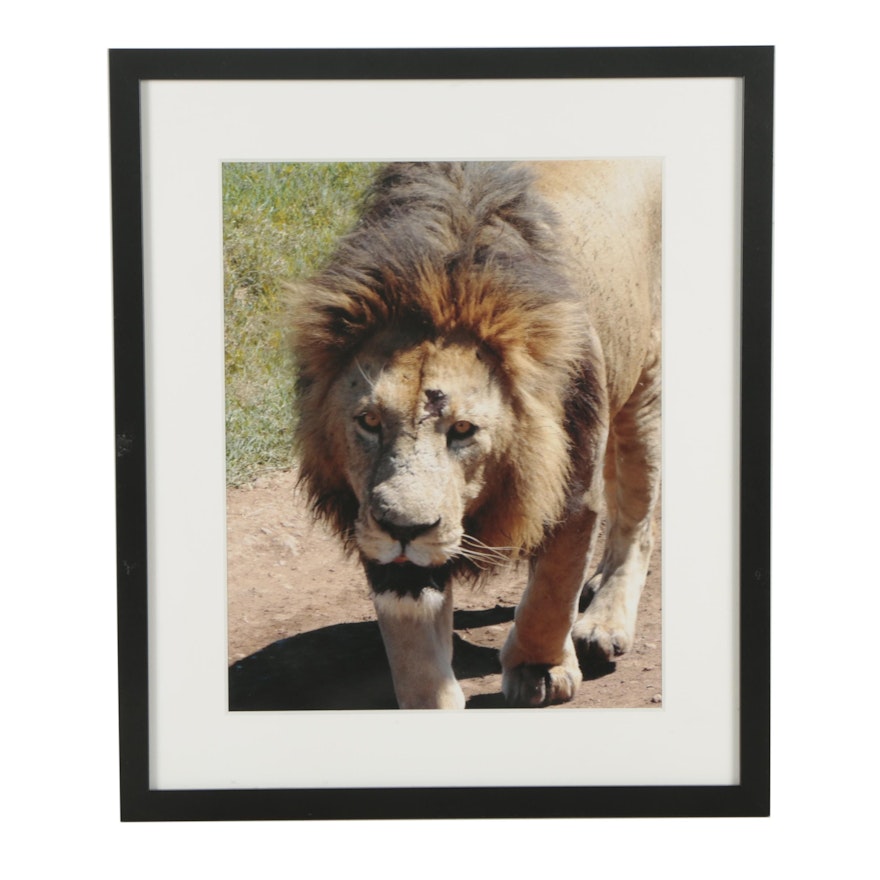 Contemporary Color Photograph of a Lion