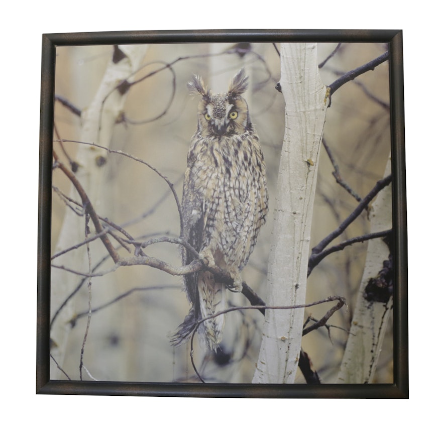 Photographic Print on Canvas of an Owl