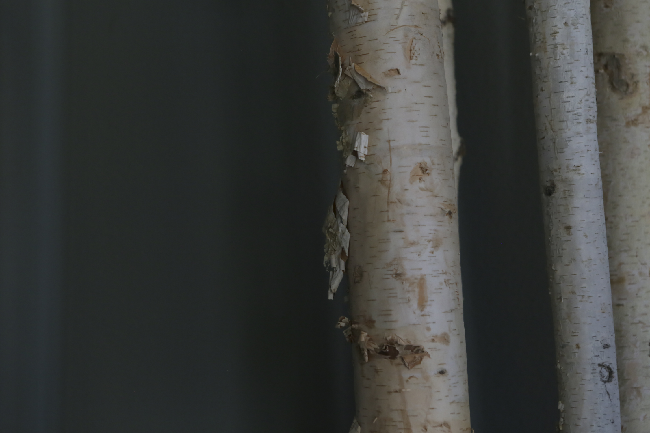 Faux Birch and Spider Plant Brown Tapered Pot