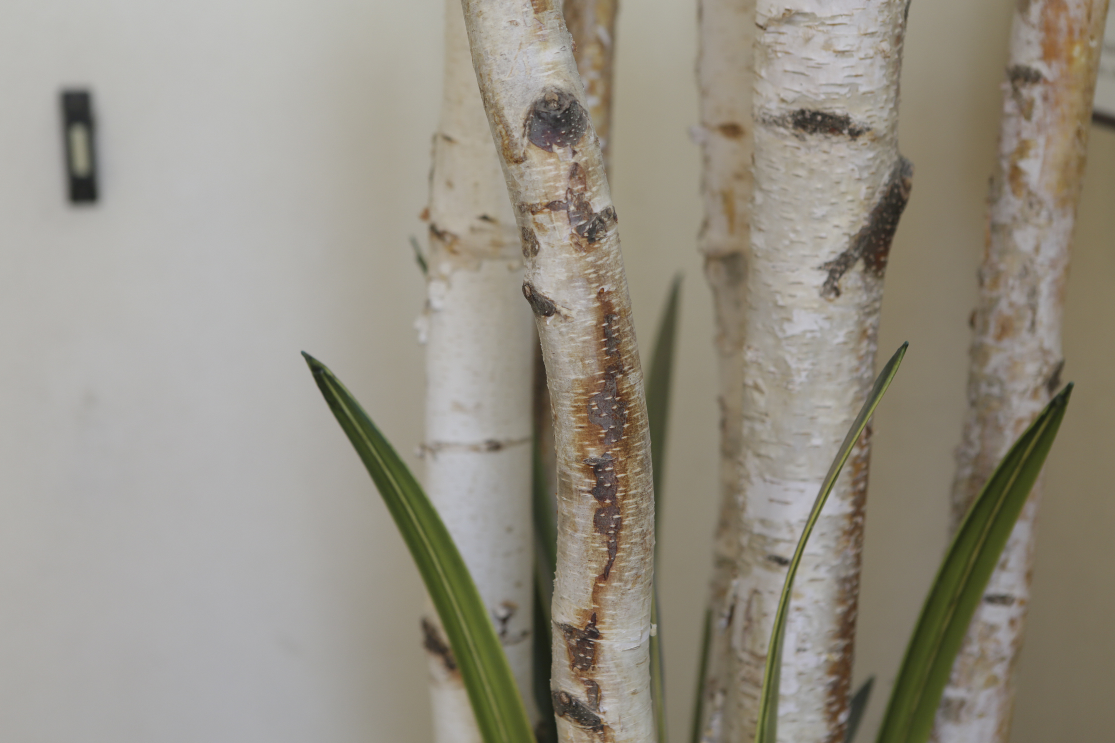 Artificial White Birch Branches and Foligage Potted