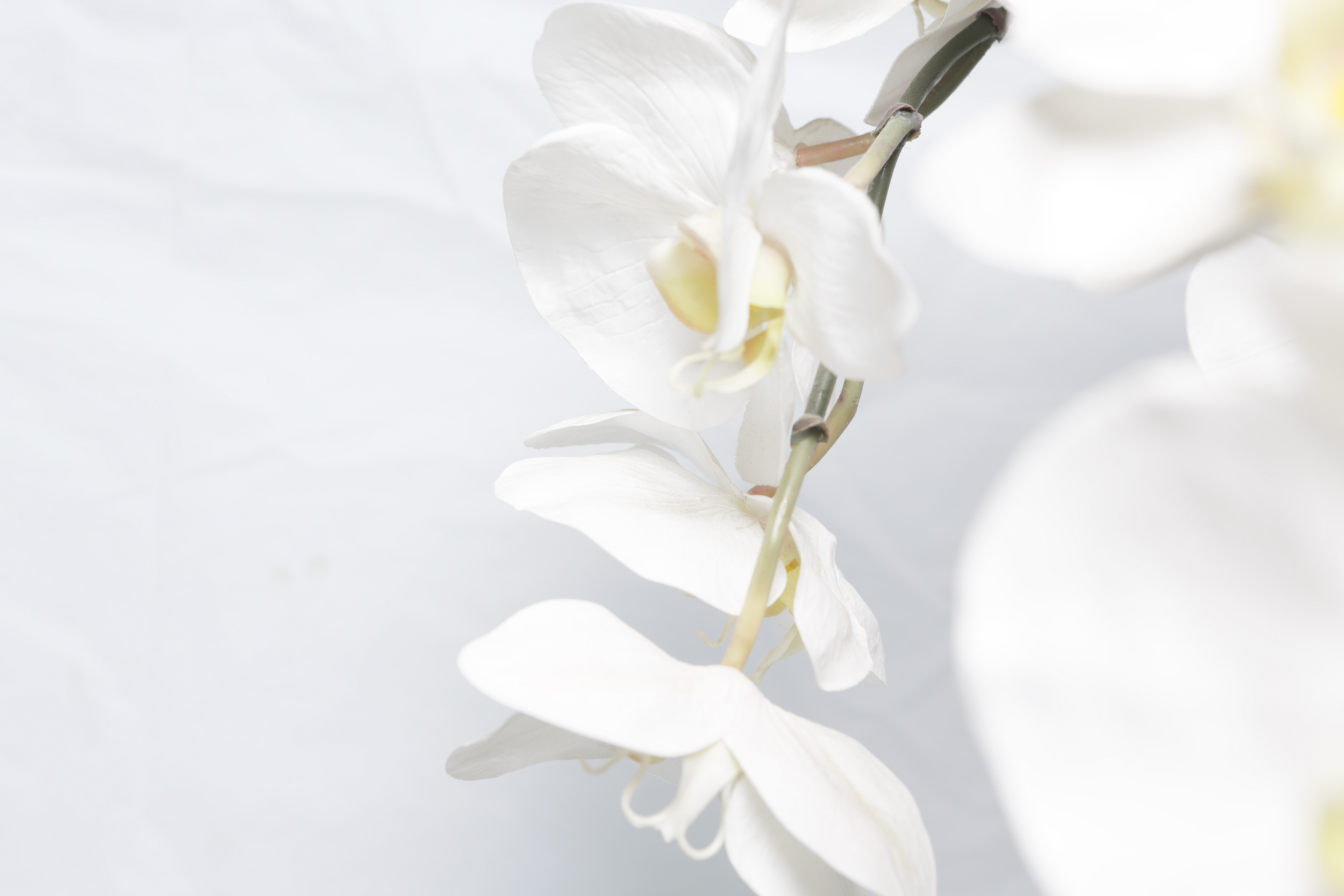 Faux Orchid in Decorative Ceramic Pot