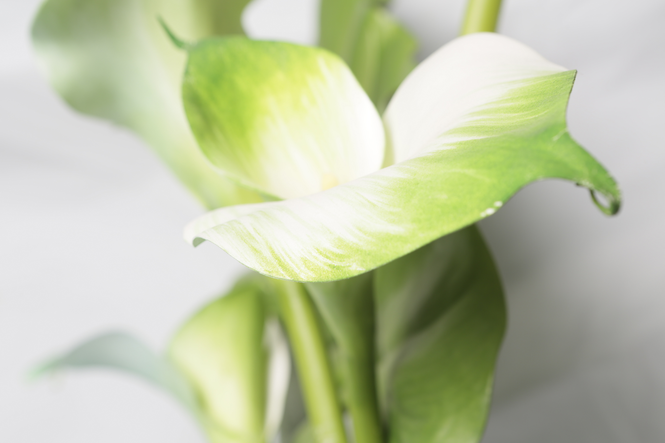 Faux Ficus Plant in Tall Clear Glass Vase