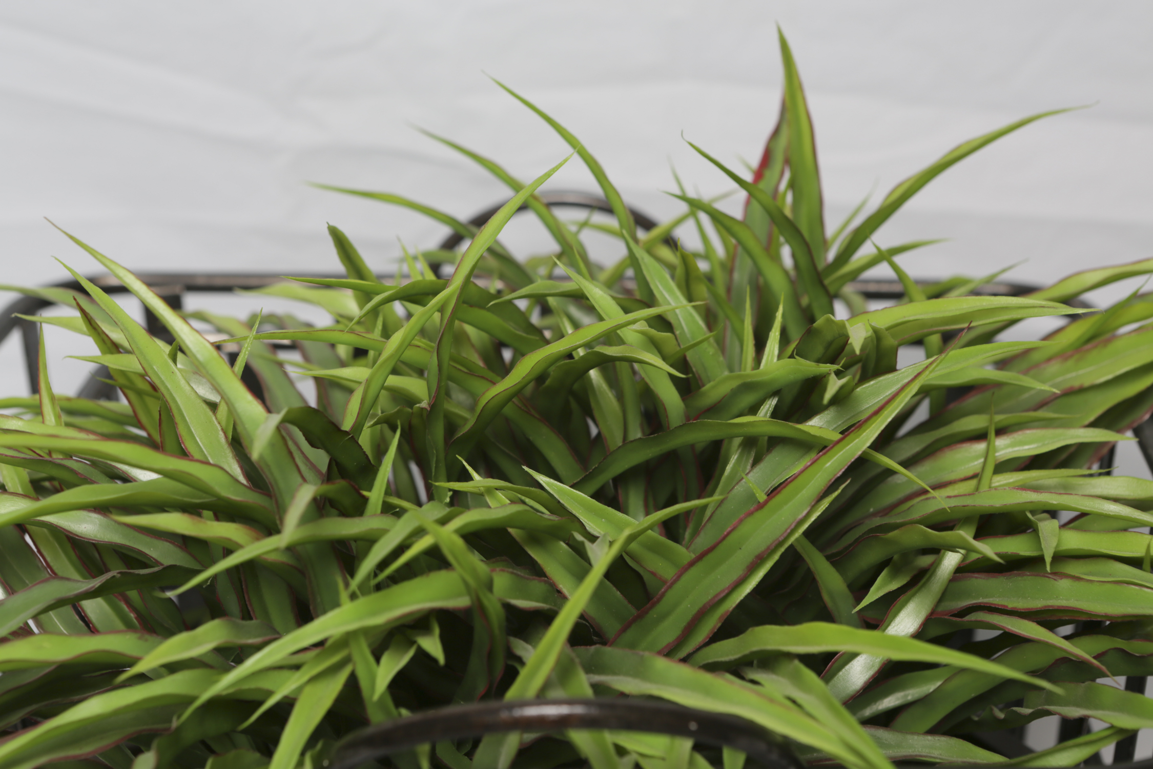 Assorted Books , Bookends, Baskets and Silk Plant