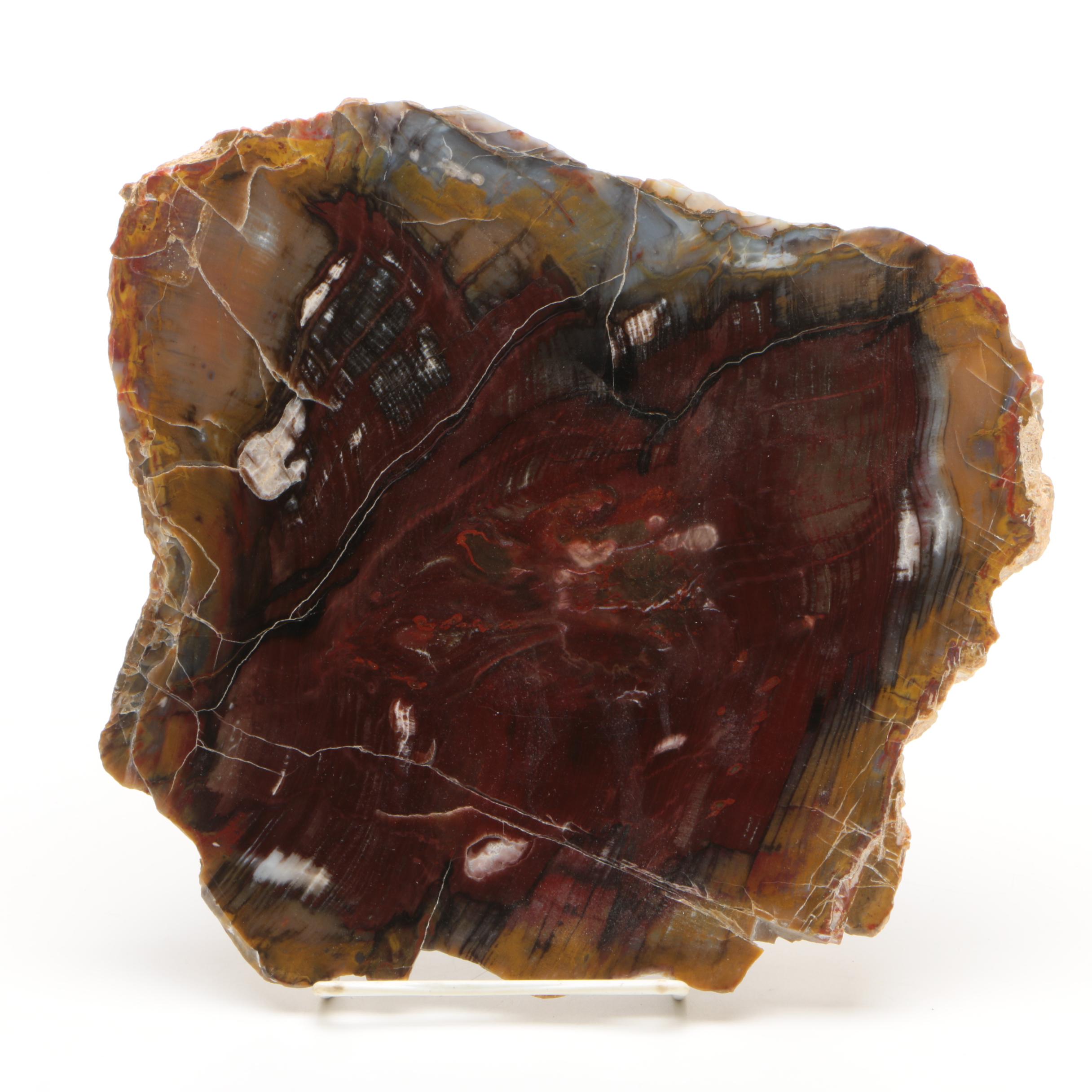 Petrified Wood Specimen