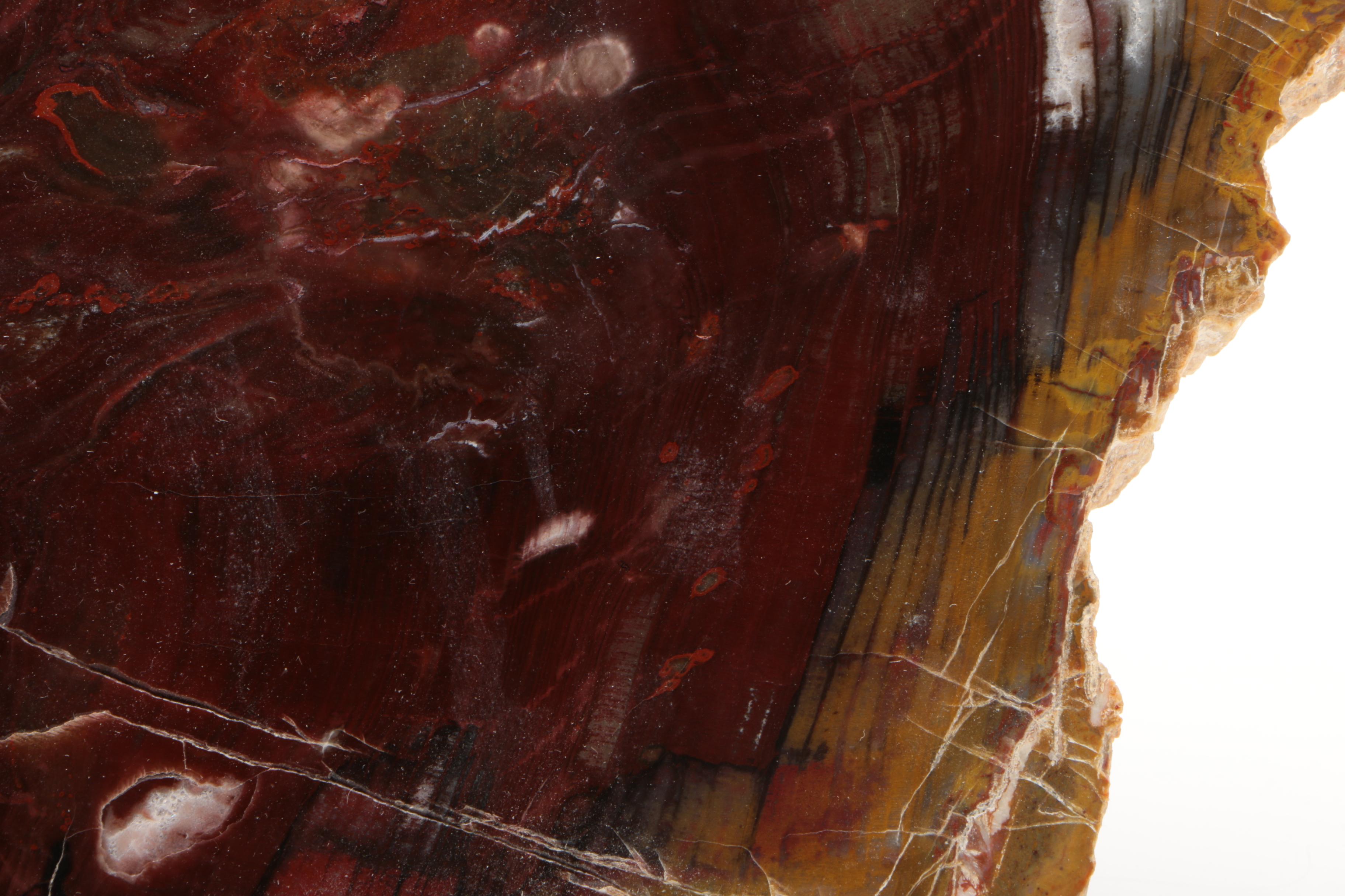 Petrified Wood Specimen