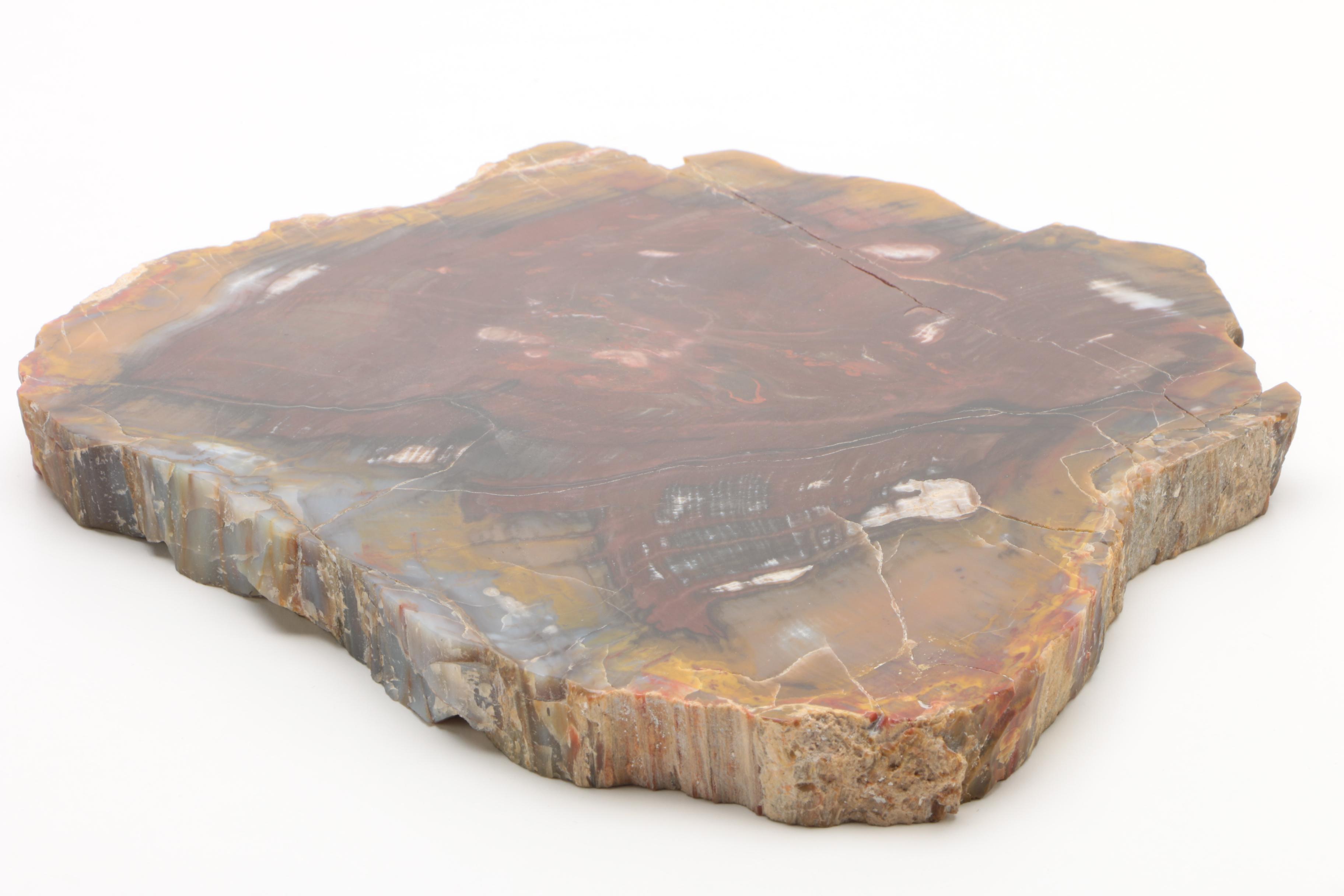 Petrified Wood Specimen
