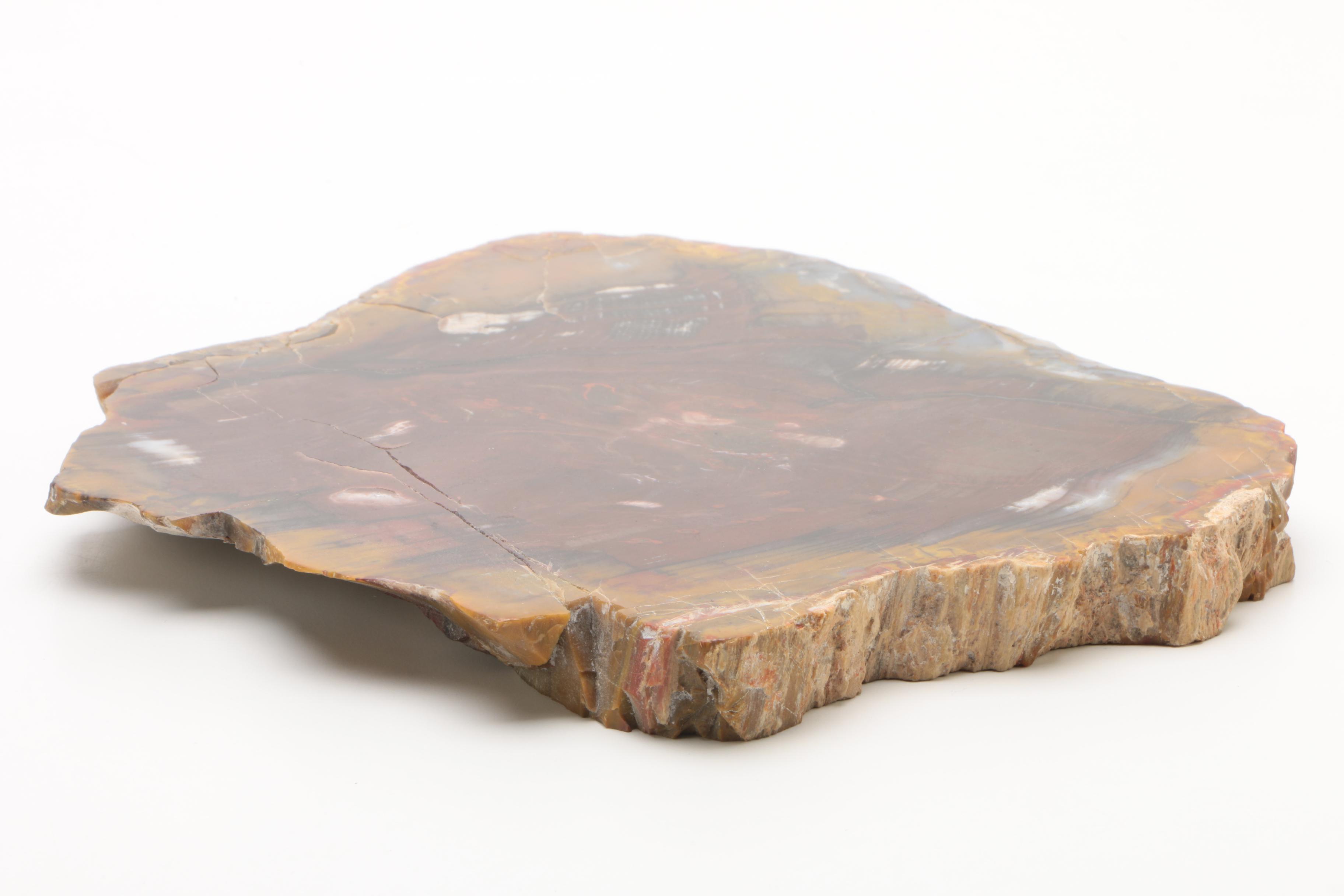 Petrified Wood Specimen