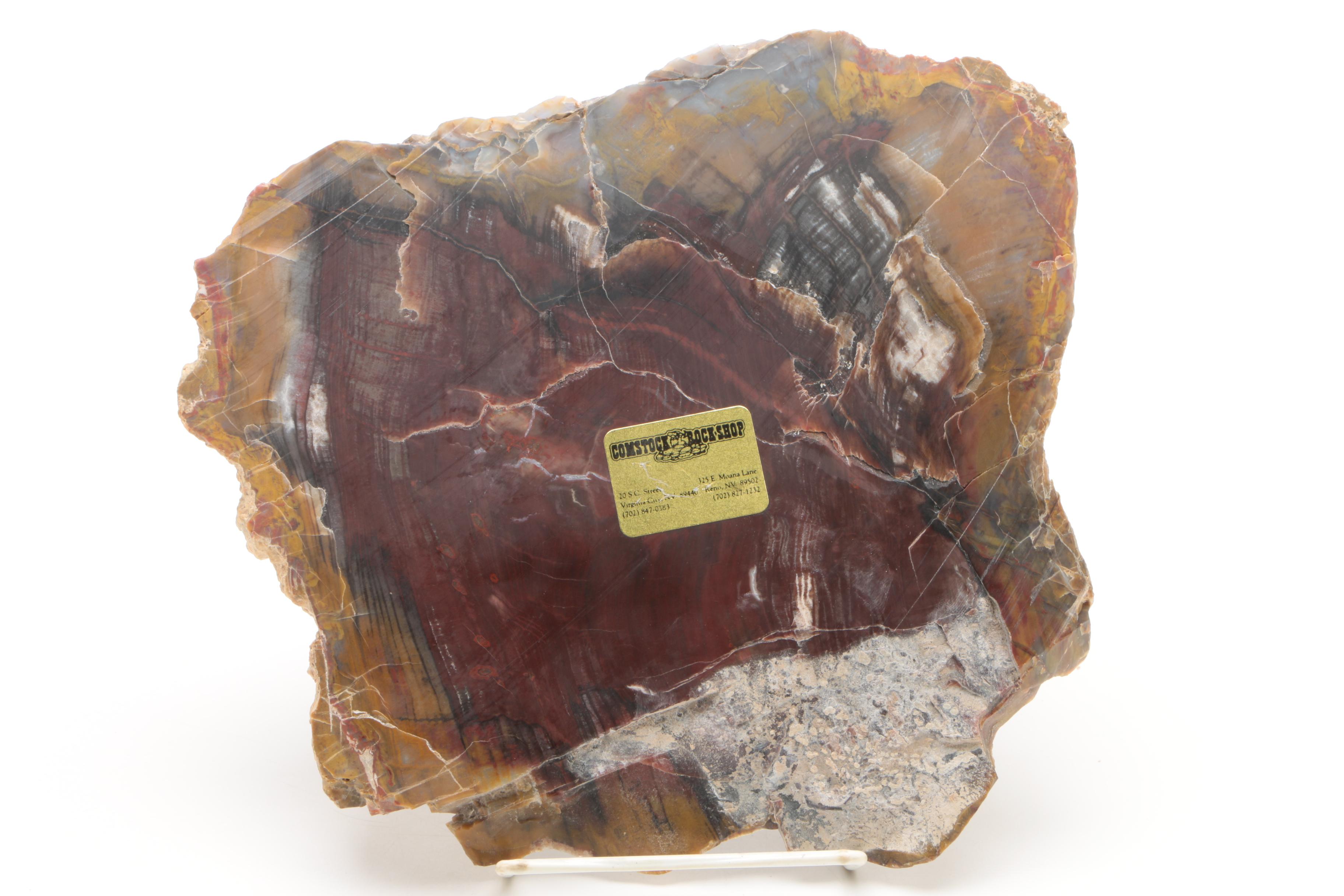 Petrified Wood Specimen