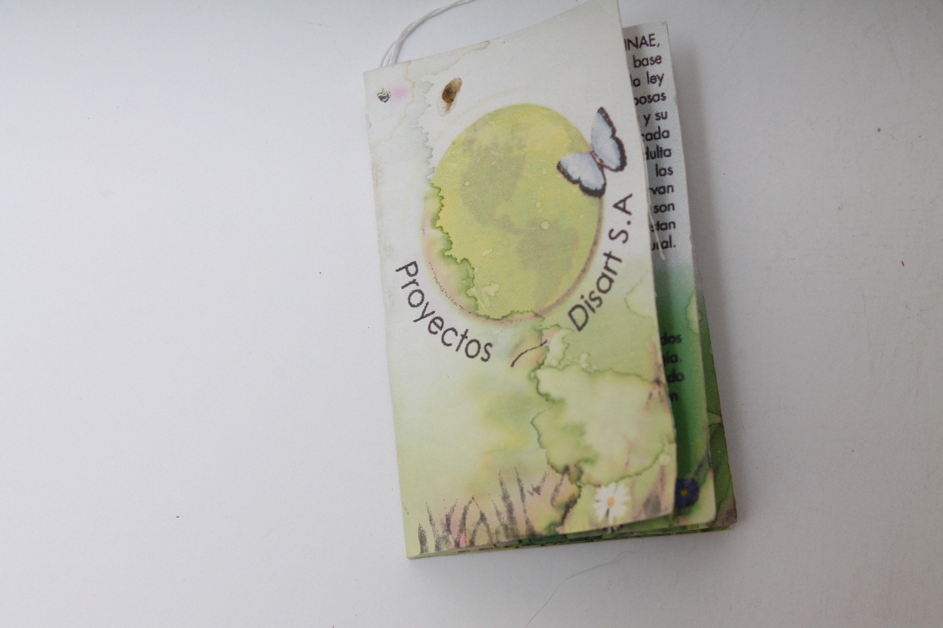 Mounted Morpho Peleides Butterfly Specimen