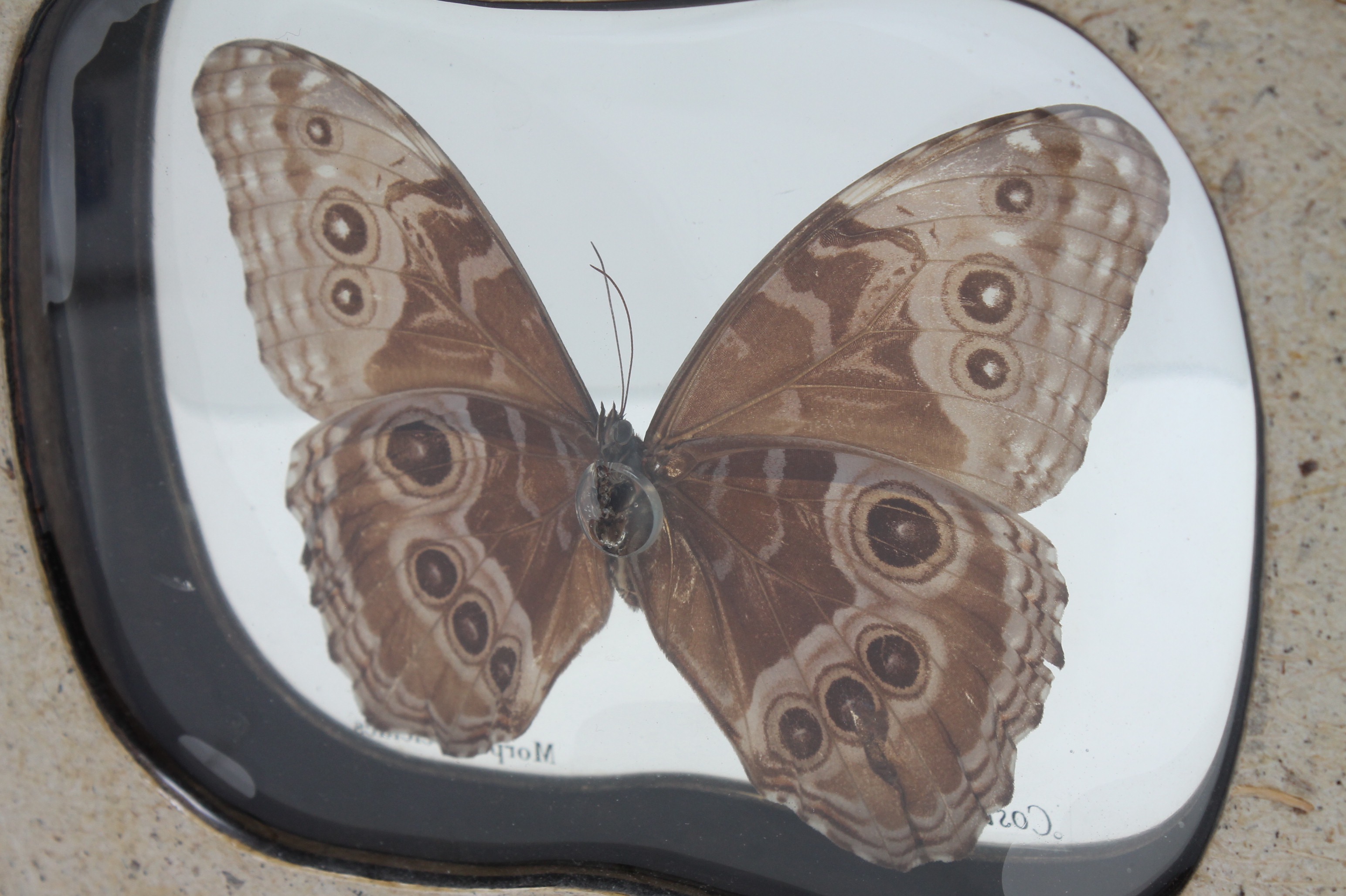 Mounted Morpho Peleides Butterfly Specimen