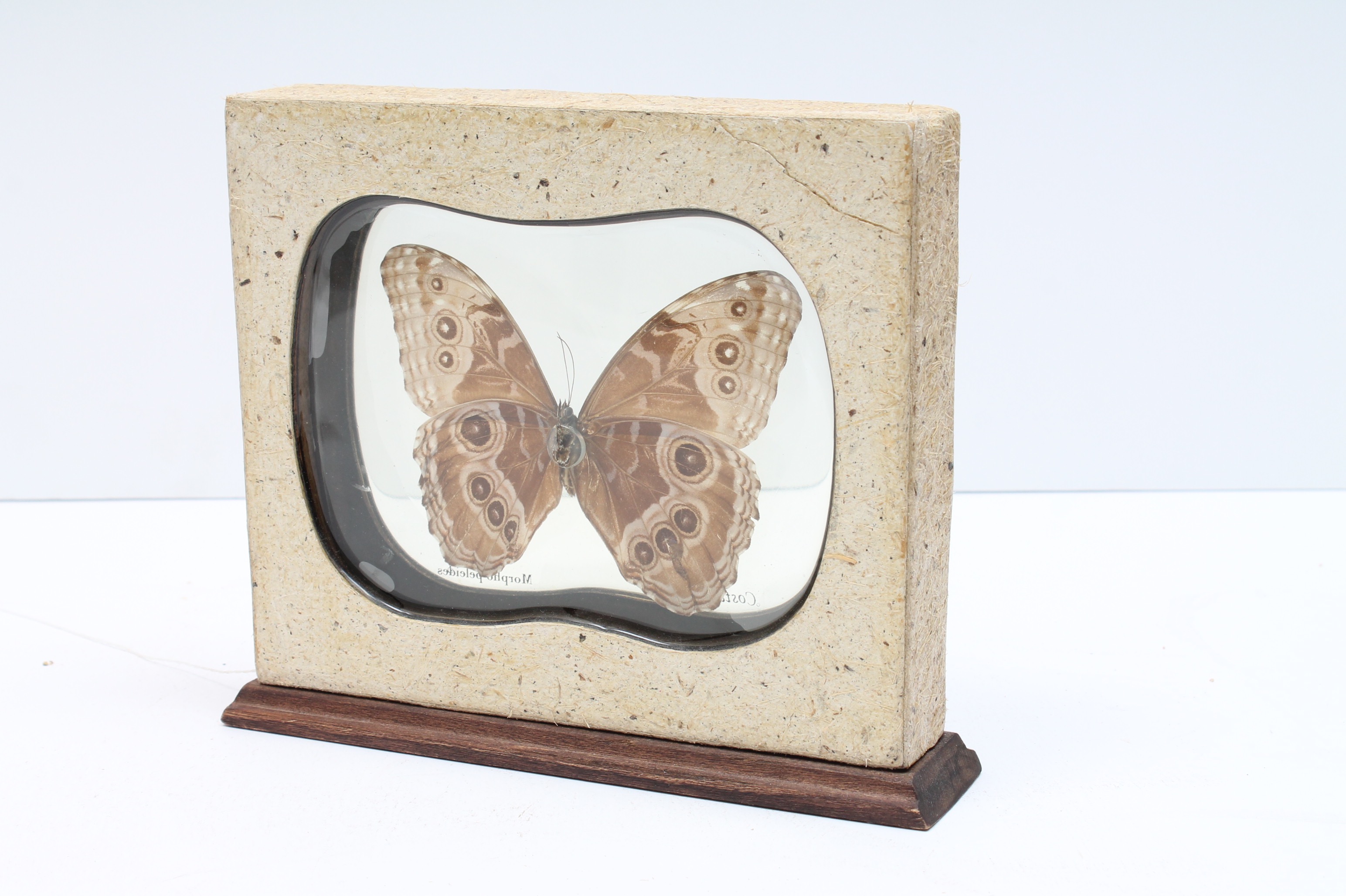 Mounted Morpho Peleides Butterfly Specimen
