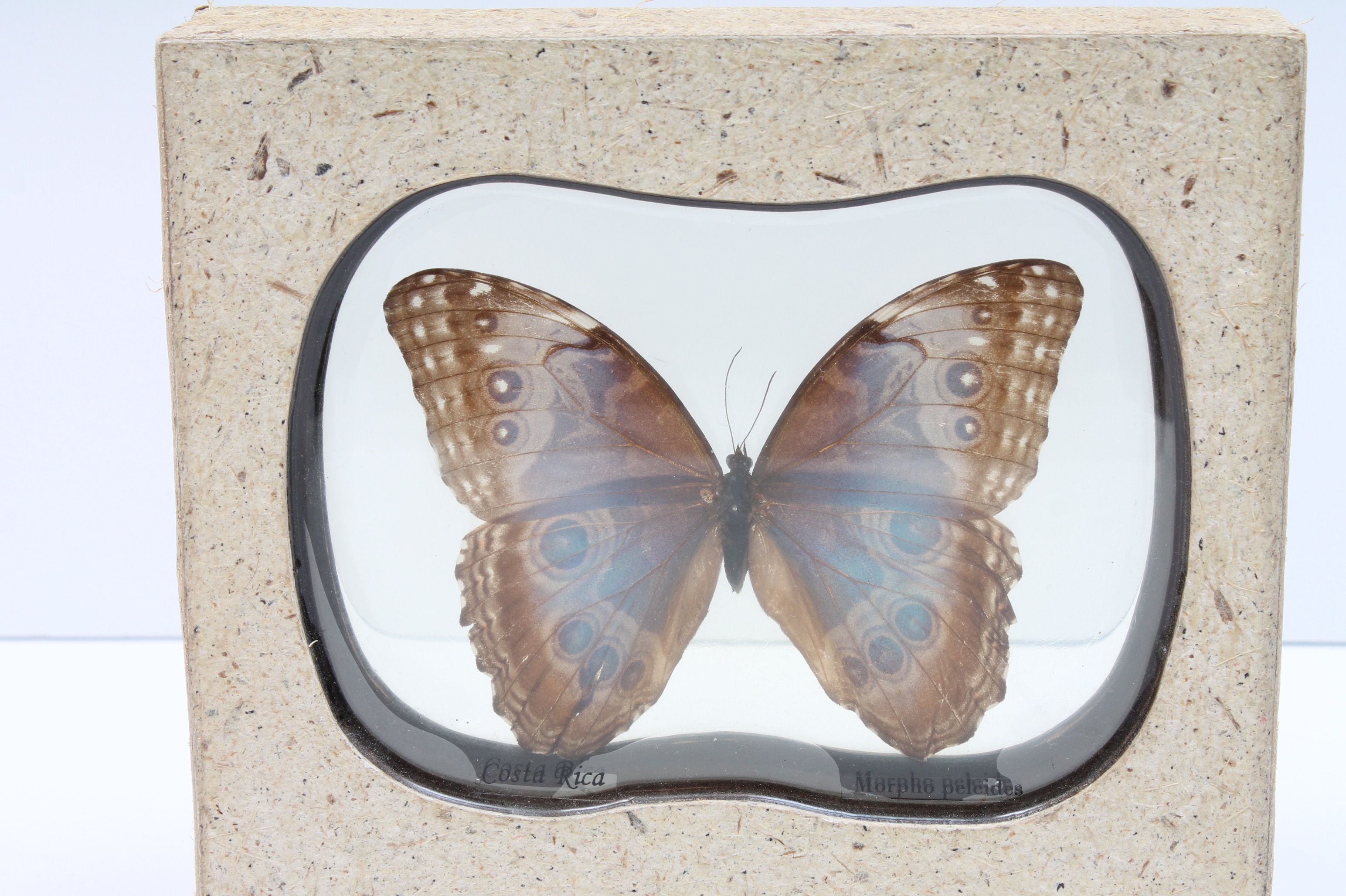 Mounted Morpho Peleides Butterfly Specimen