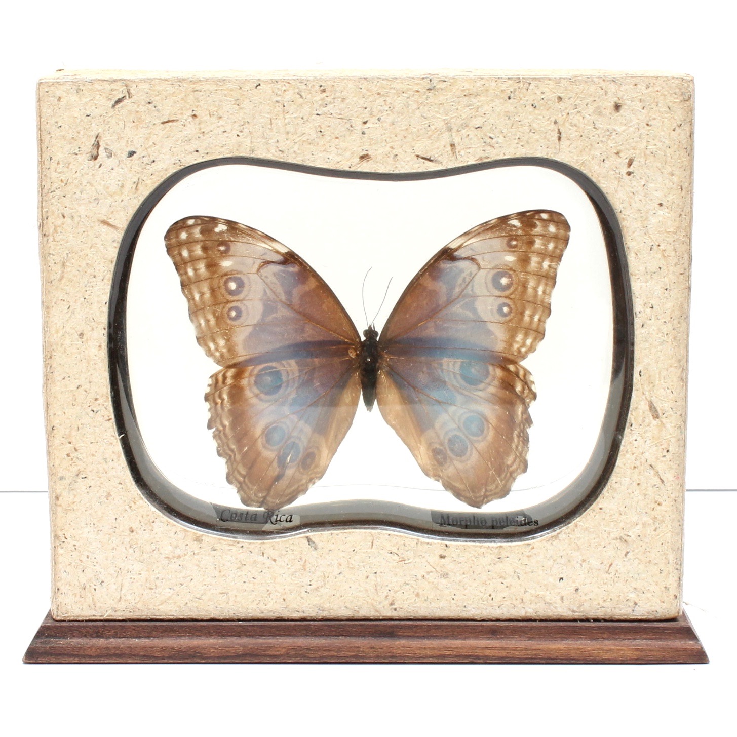 Mounted Morpho Peleides Butterfly Specimen