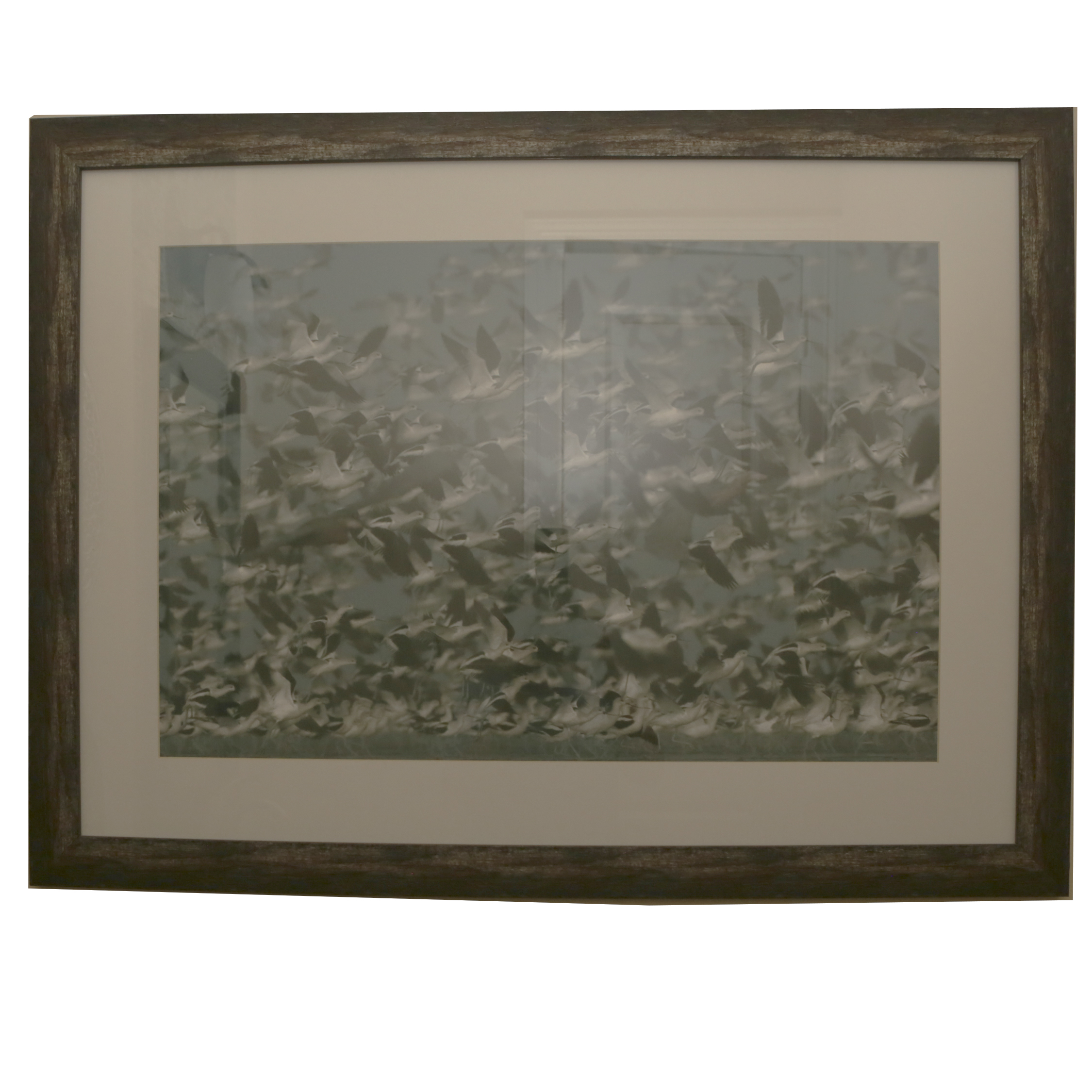 Giclée After Tim Fitzharris "American Avocet Flock Erupting into Flight"