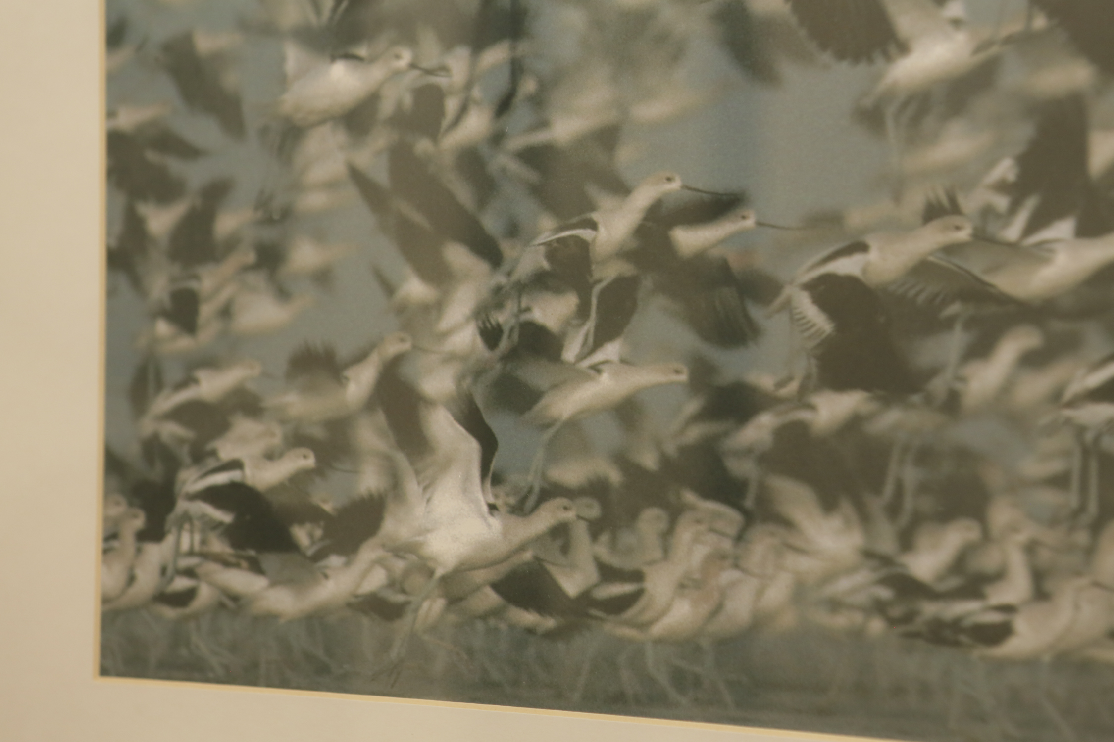 Giclée After Tim Fitzharris "American Avocet Flock Erupting into Flight"