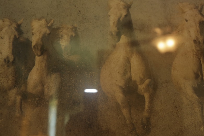 Framed Print of Running Horses