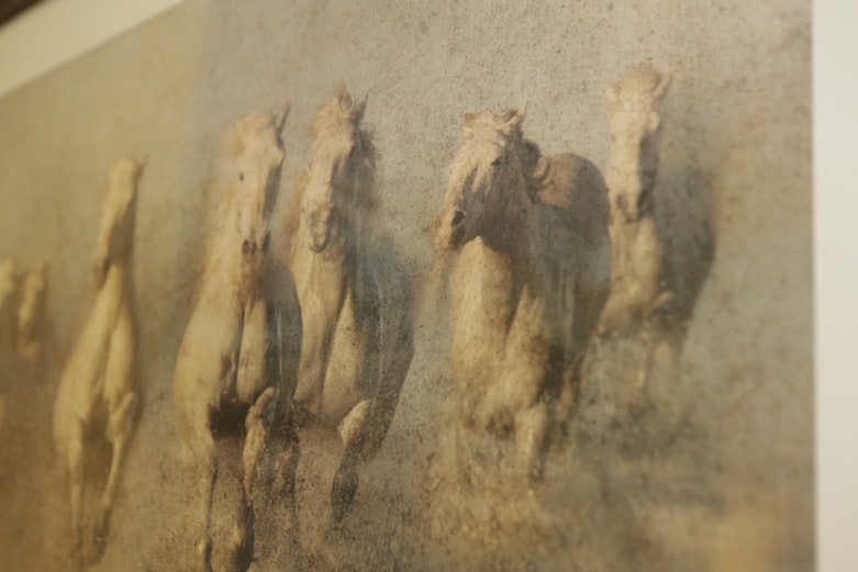 Framed Print of Running Horses