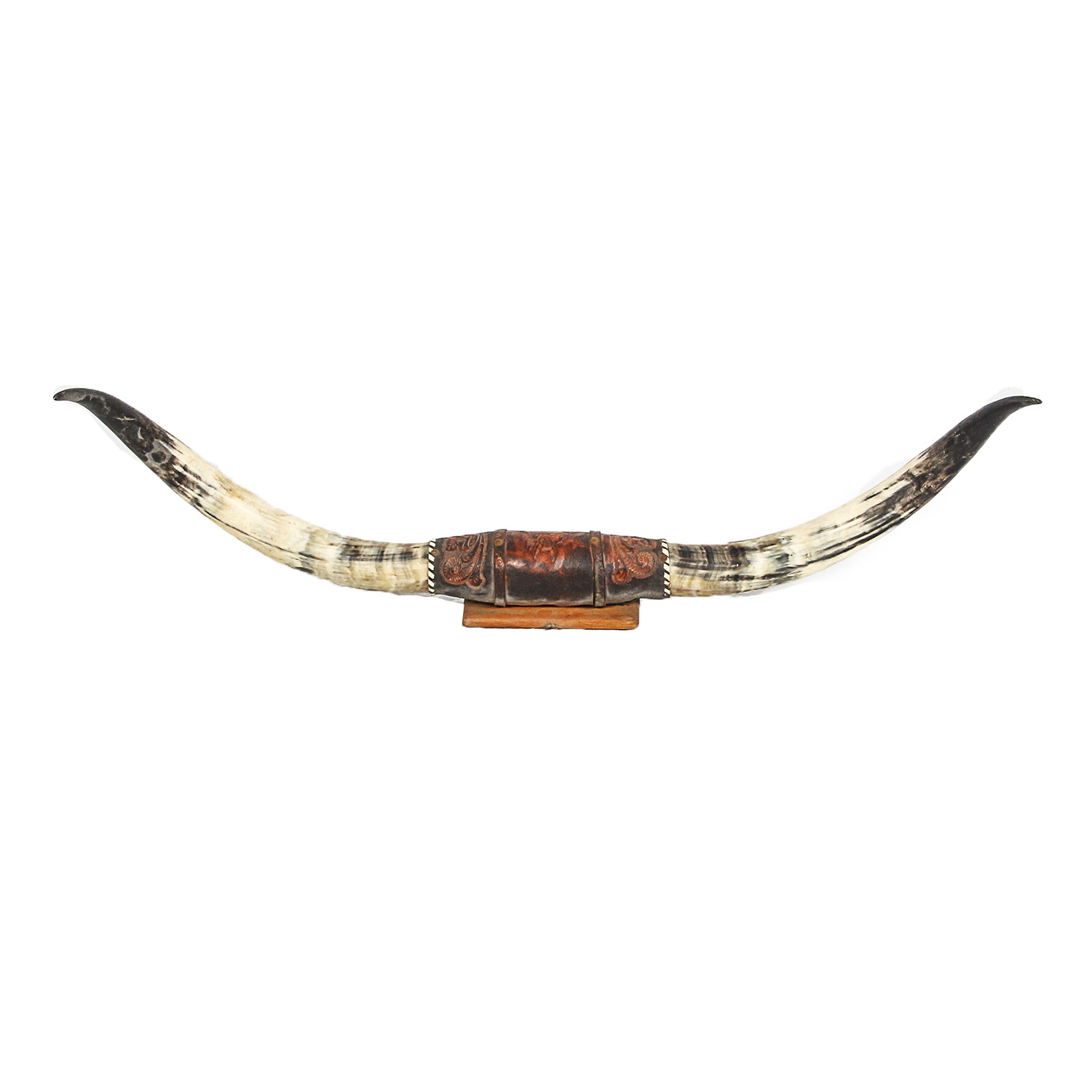 Mounted Bovine Horns