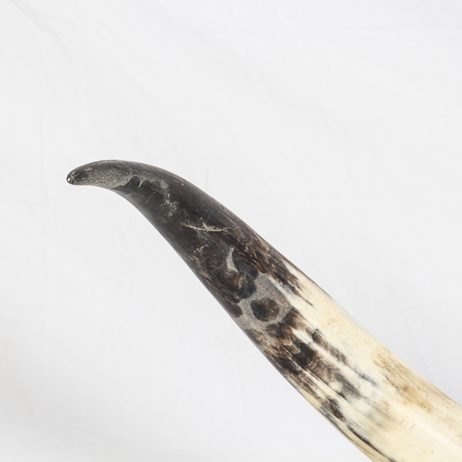 Mounted Bovine Horns